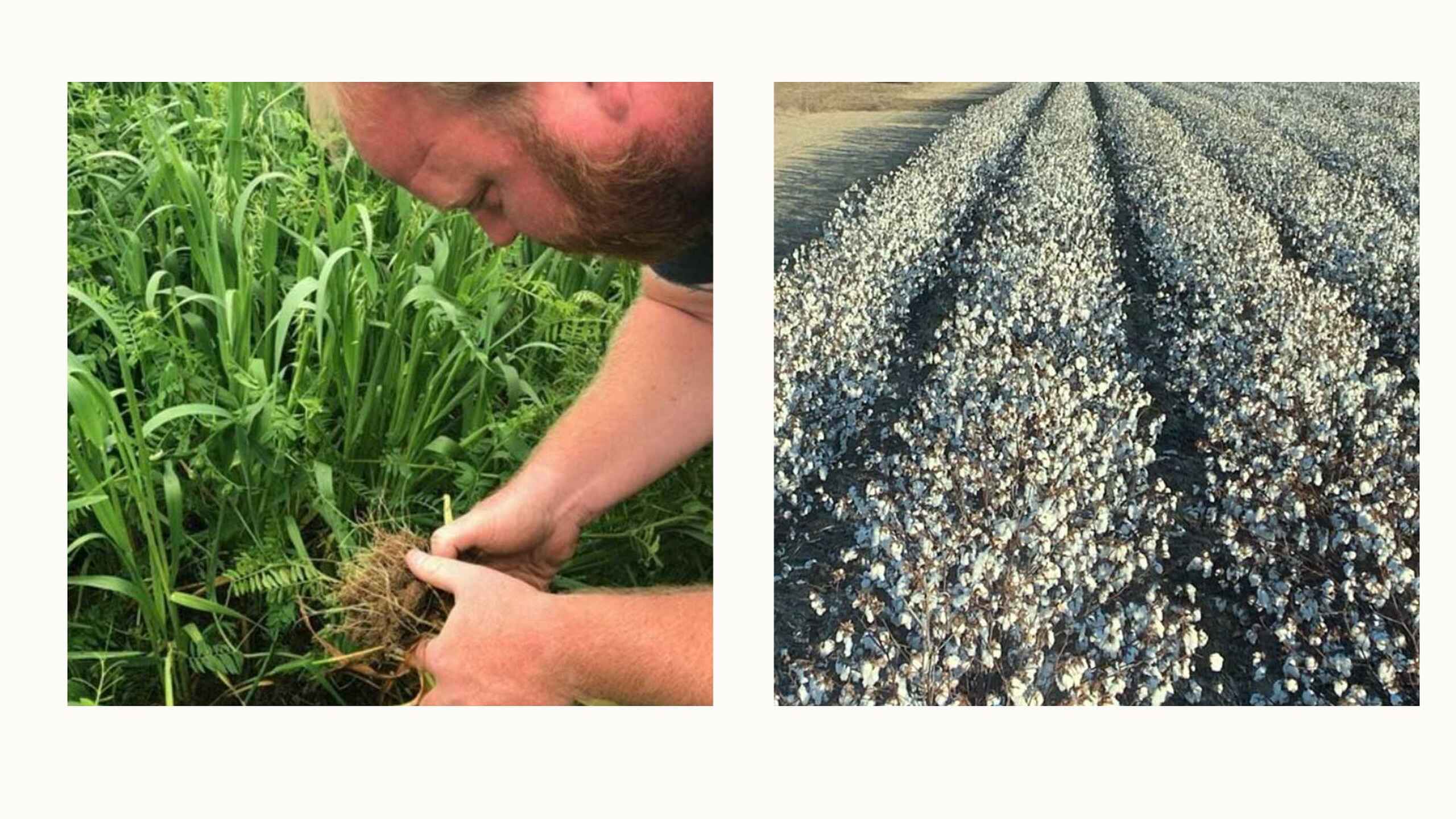 Person examining cover crop roots in green vegetation and soil