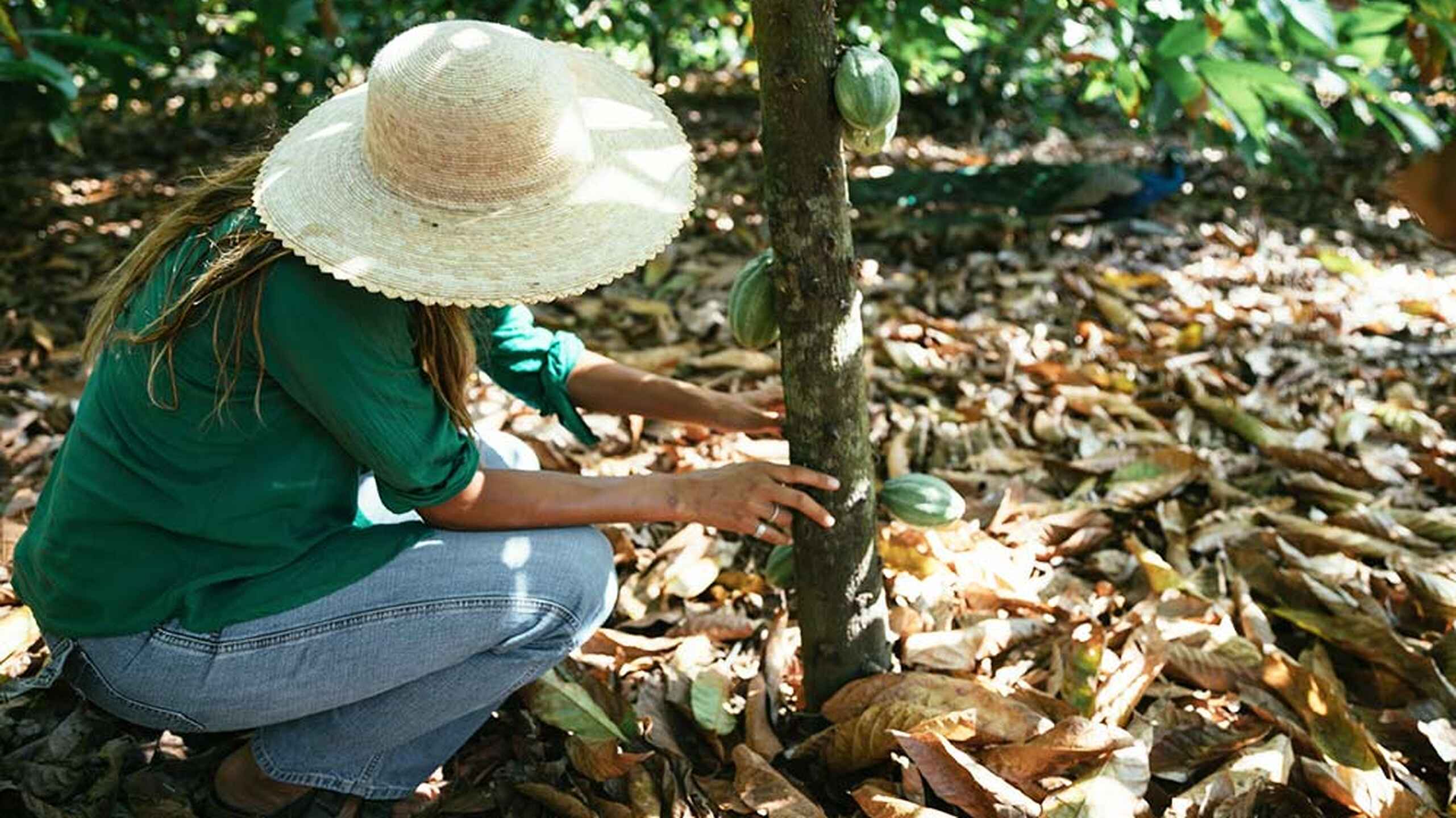 Woman in a straw hat examining a cacao tree seedling in a tropical farm setting