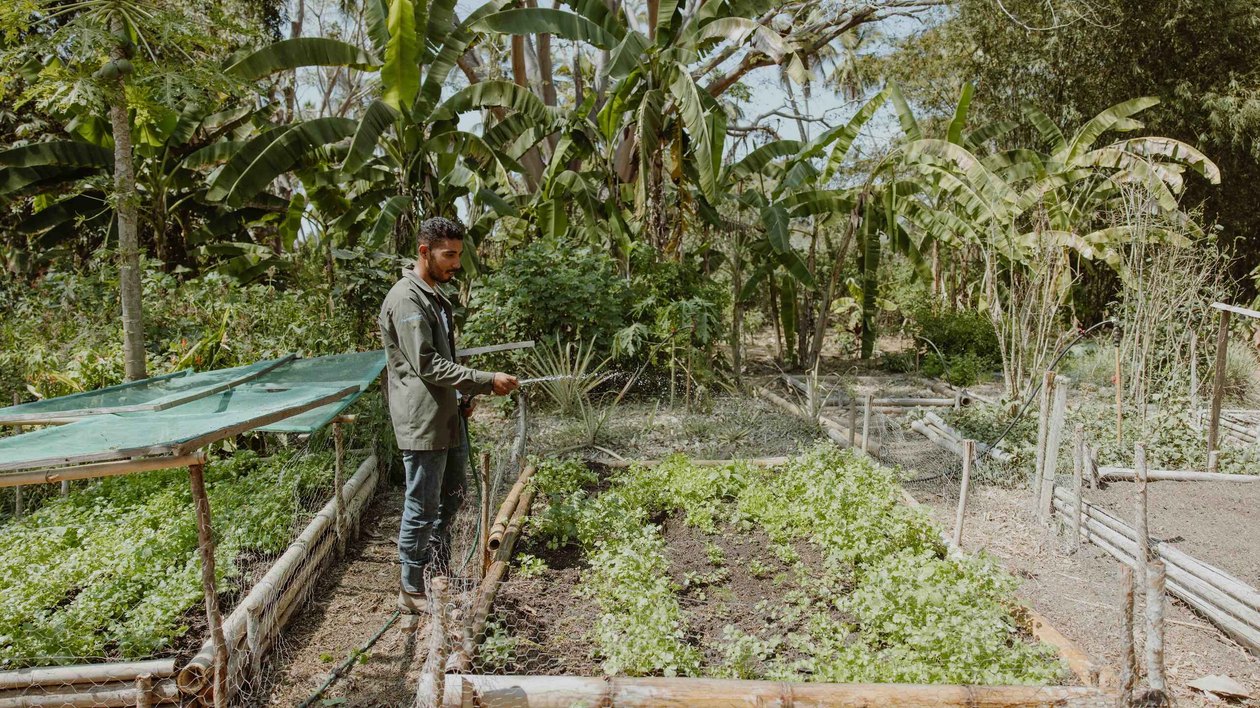Man standing in a vegetable garden surrounded by raised beds and fruit trees