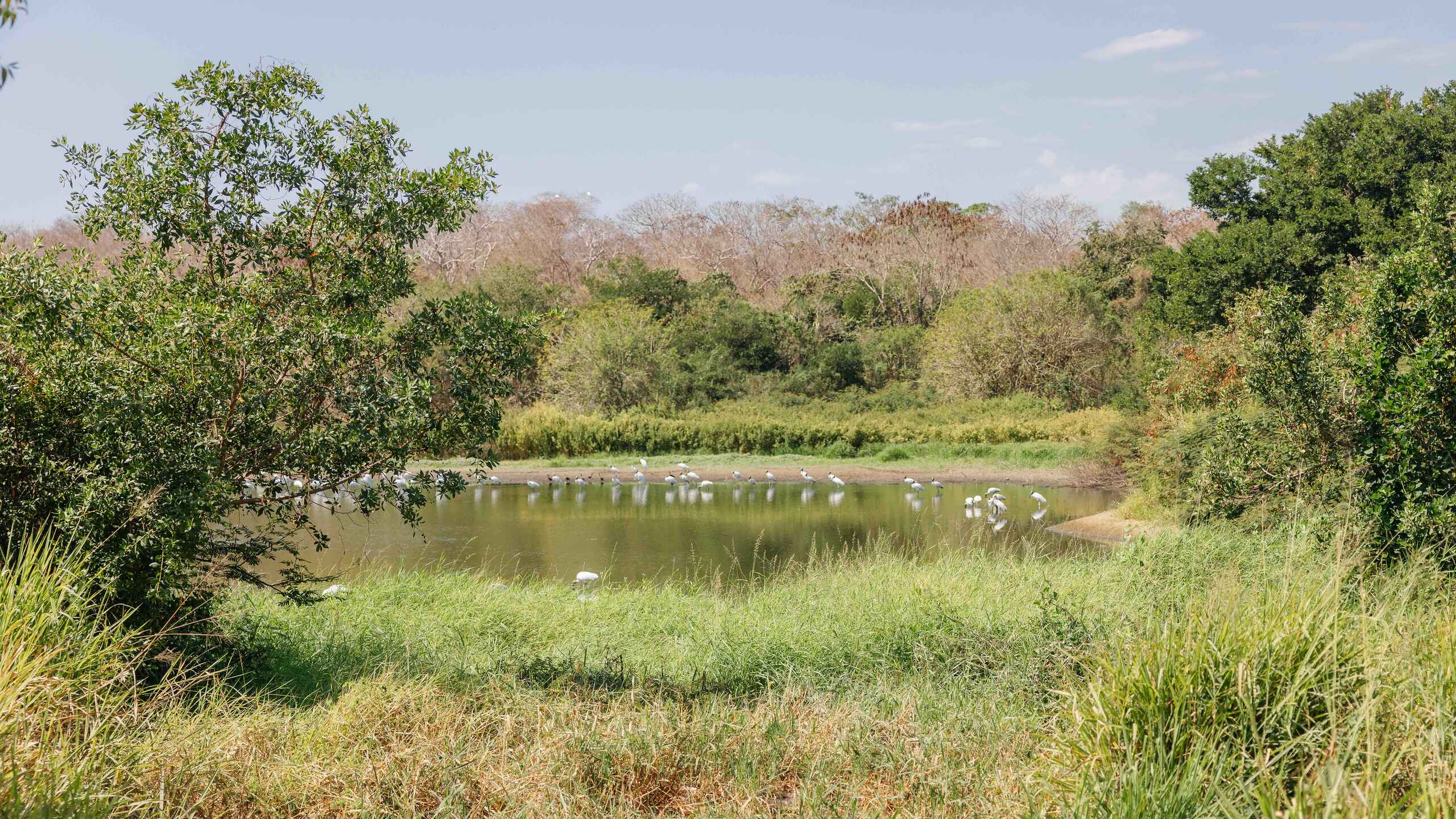 Wetland landscape with a shallow pond surrounded by dense vegetation and trees, with white birds wading in the water