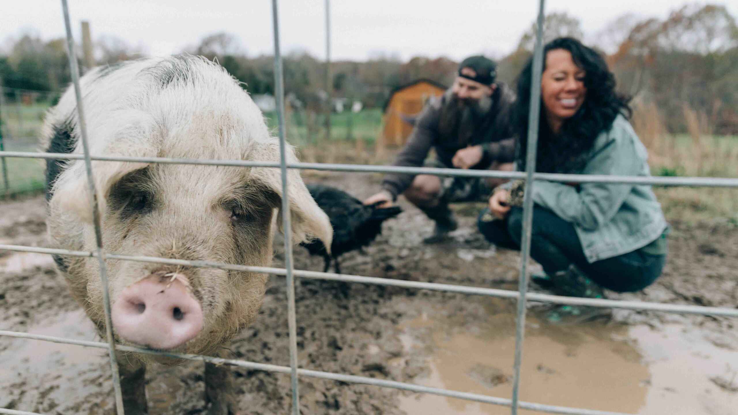 Woman and man visiting a pig at a muddy farm enclosure
