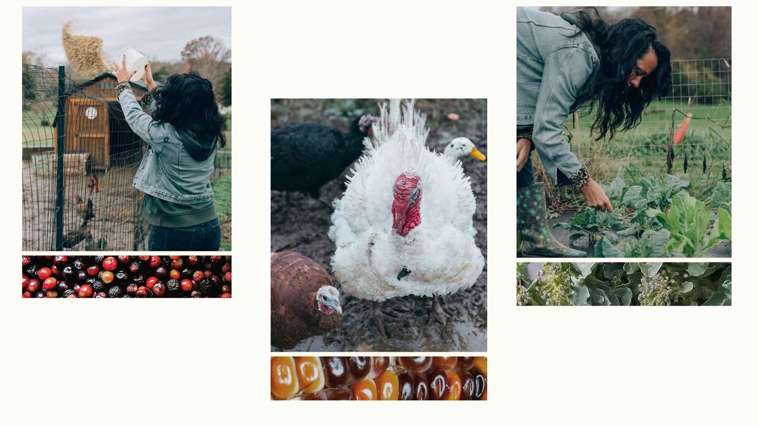 Woman feeding hay to livestock, close-up of a white poultry bird, and farmer tending vegetable garden plants with harvest produce displayed below
