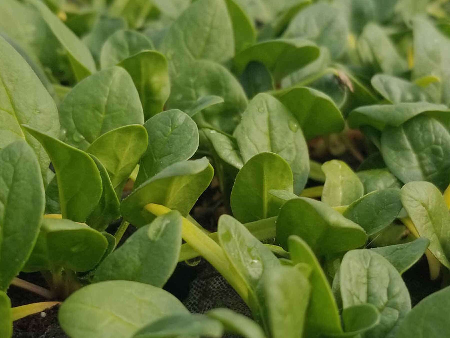 Young seedlings with green cotyledons and true leaves growing in a nursery tray