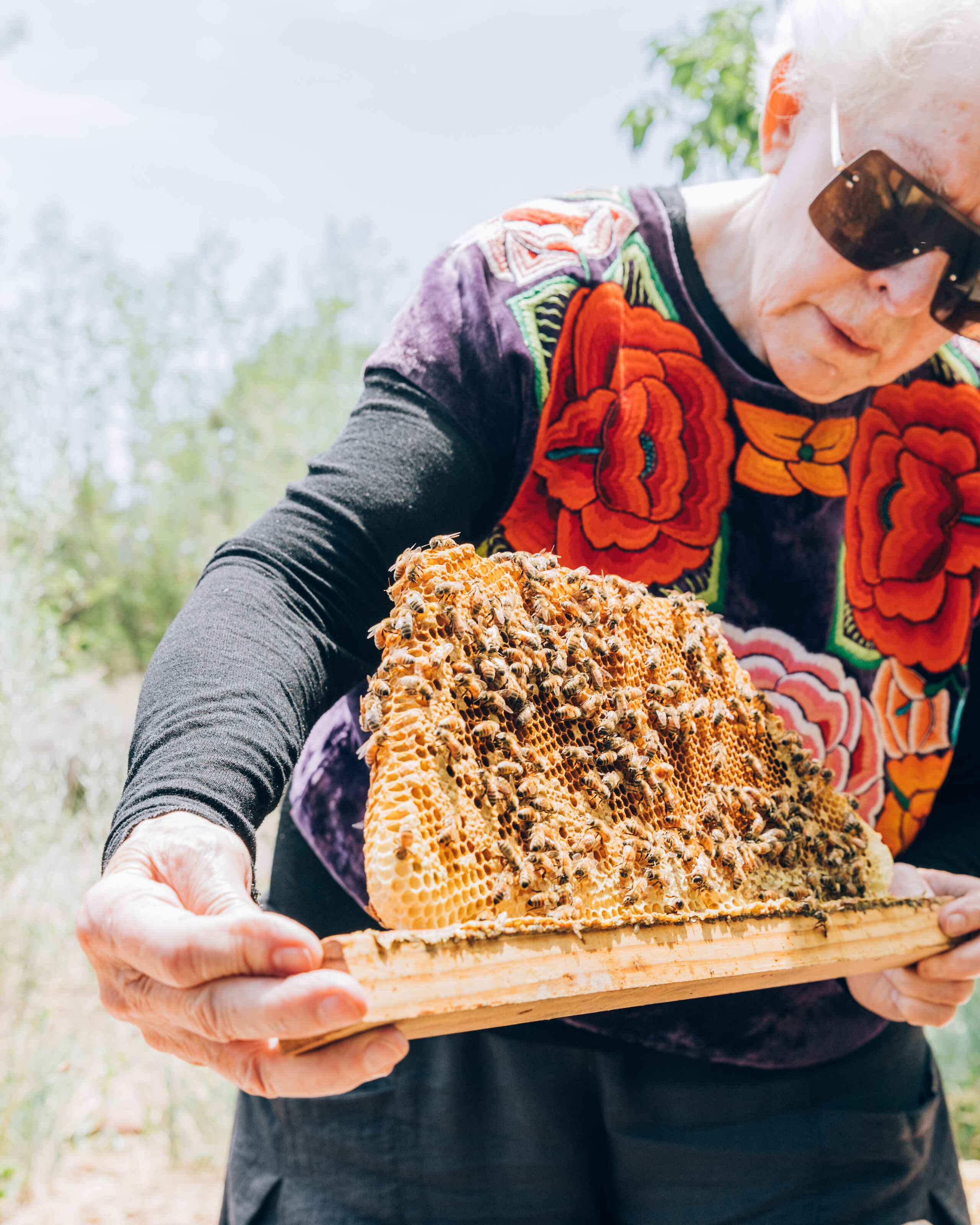 Elderly beekeeper wearing sunglasses holds a honeycomb frame covered in bees