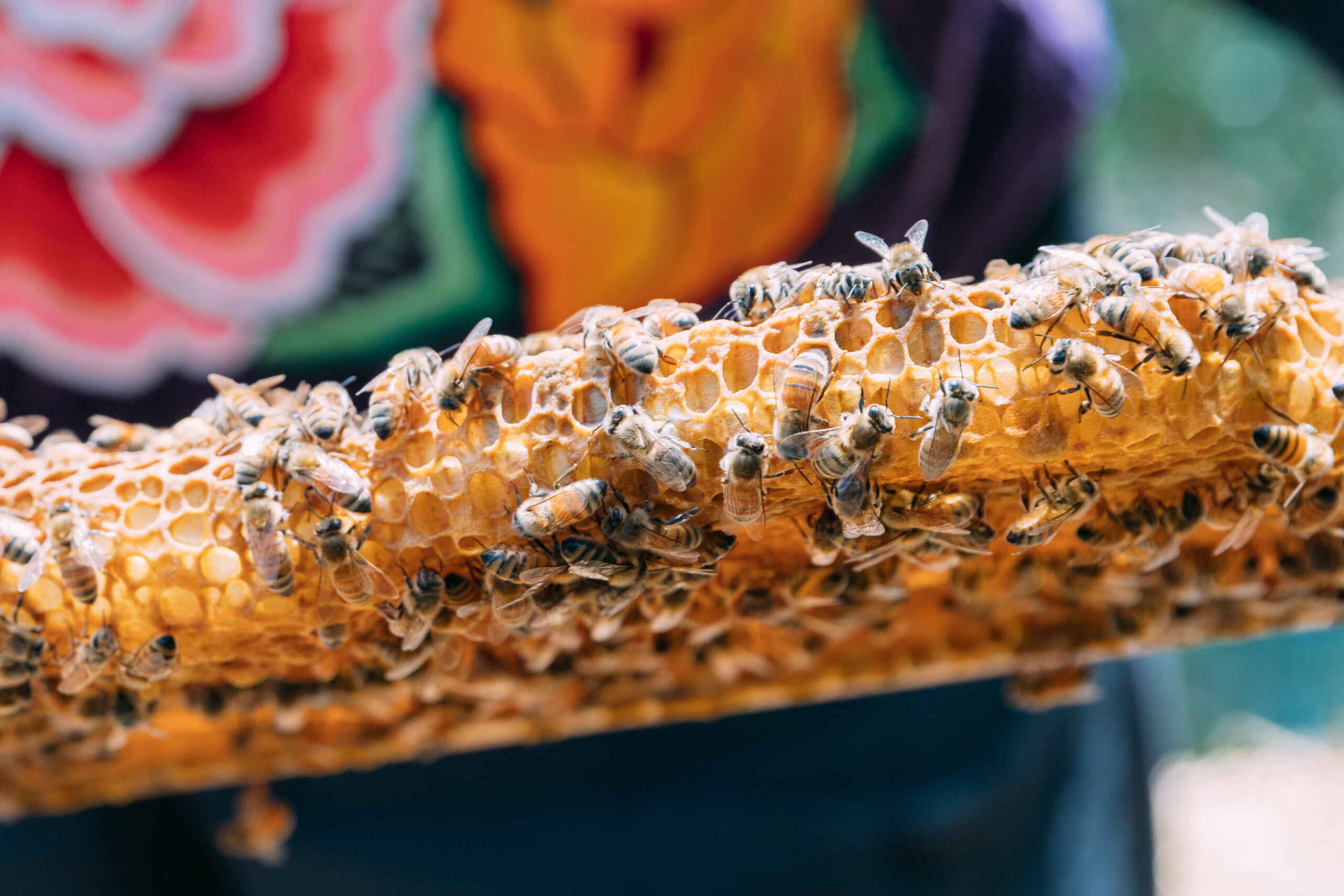 Honeybees clustered on a wooden frame covered in honeycomb inside a hive