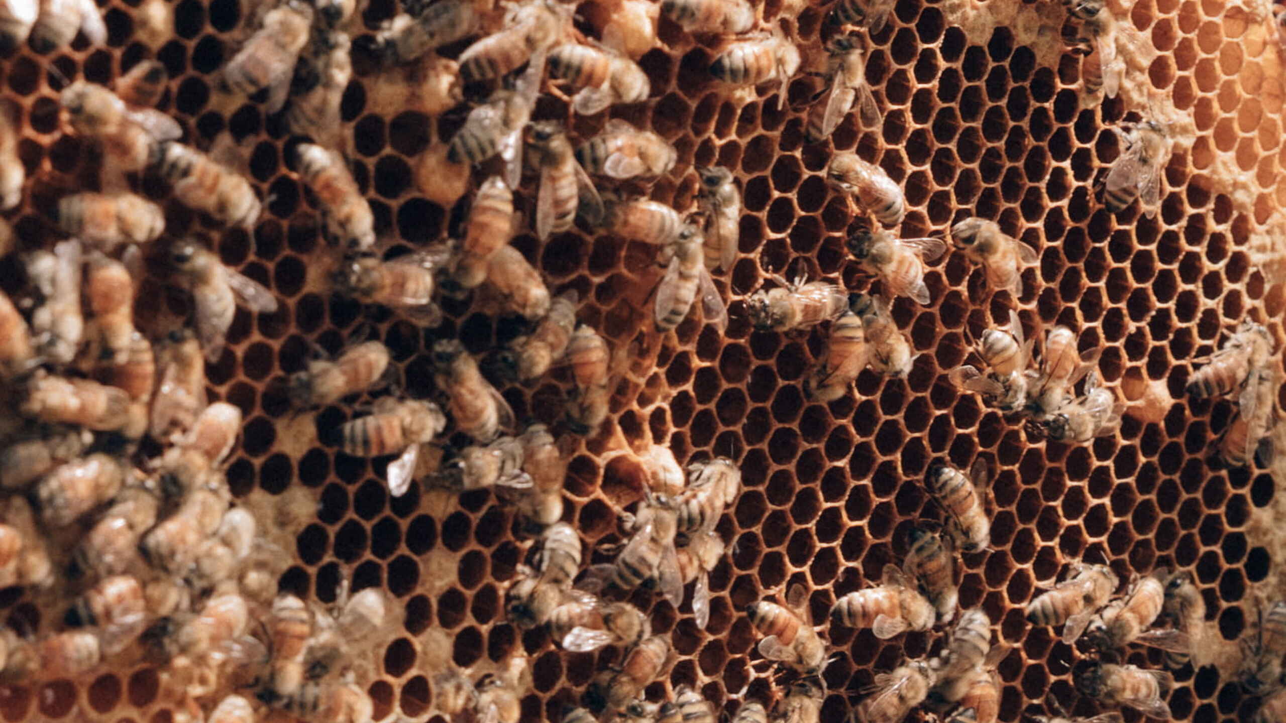 Honeybees clustered on a wooden honeycomb frame filled with hexagonal cells