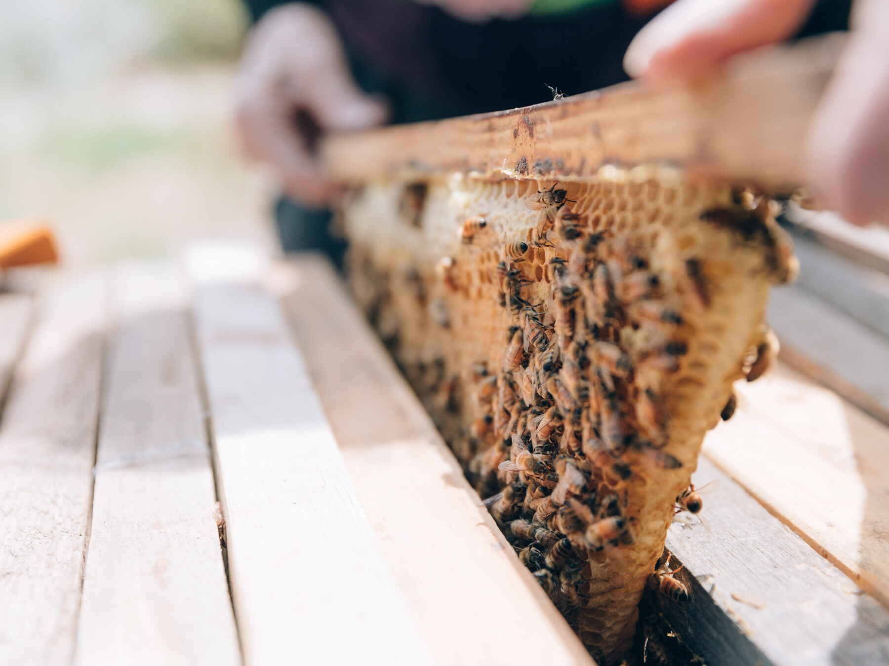 Beekeeper holding a frame of honeycomb covered with worker bees from a hive