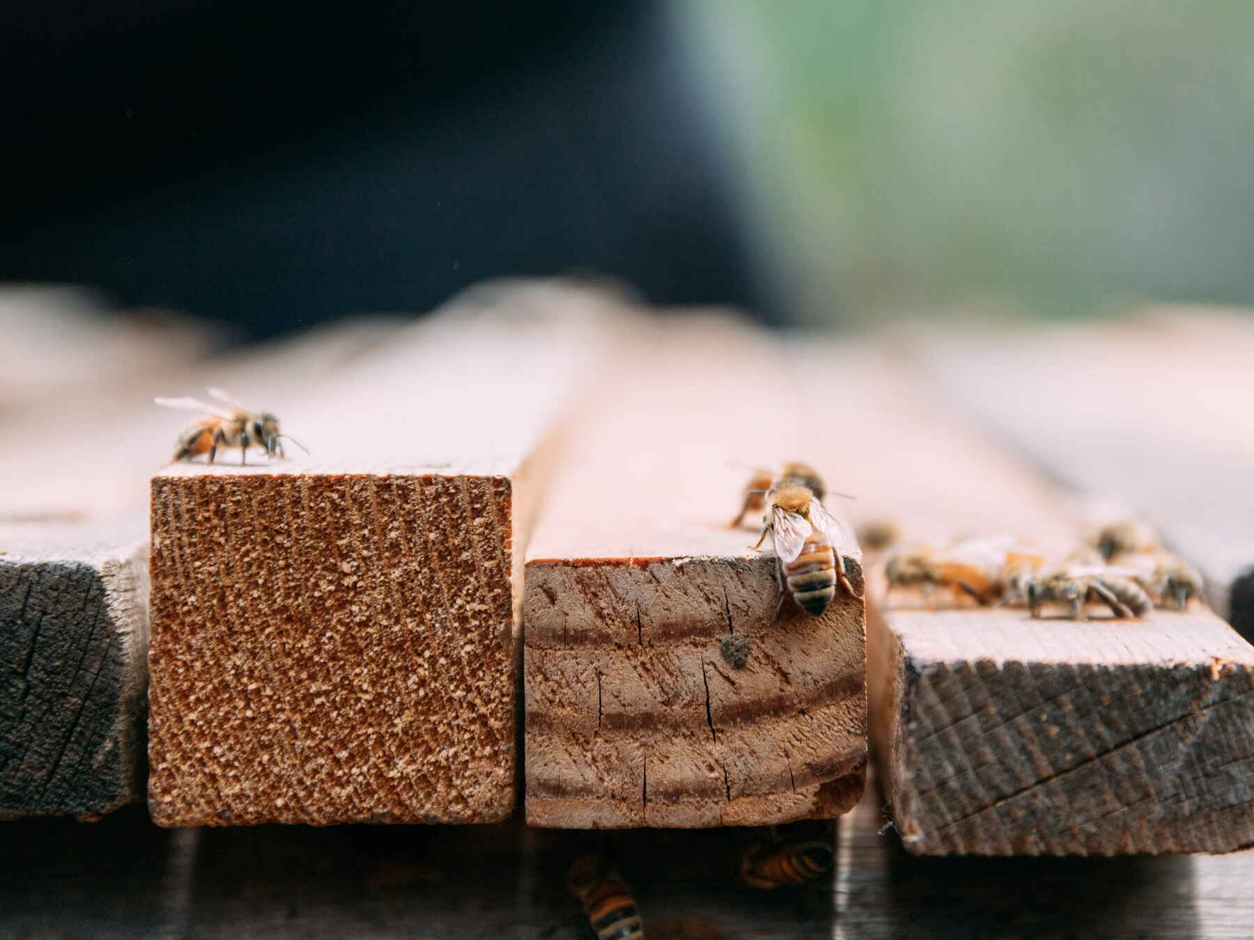 Honey bees perched on wooden blocks, demonstrating their role in pollination and agricultural sustainability