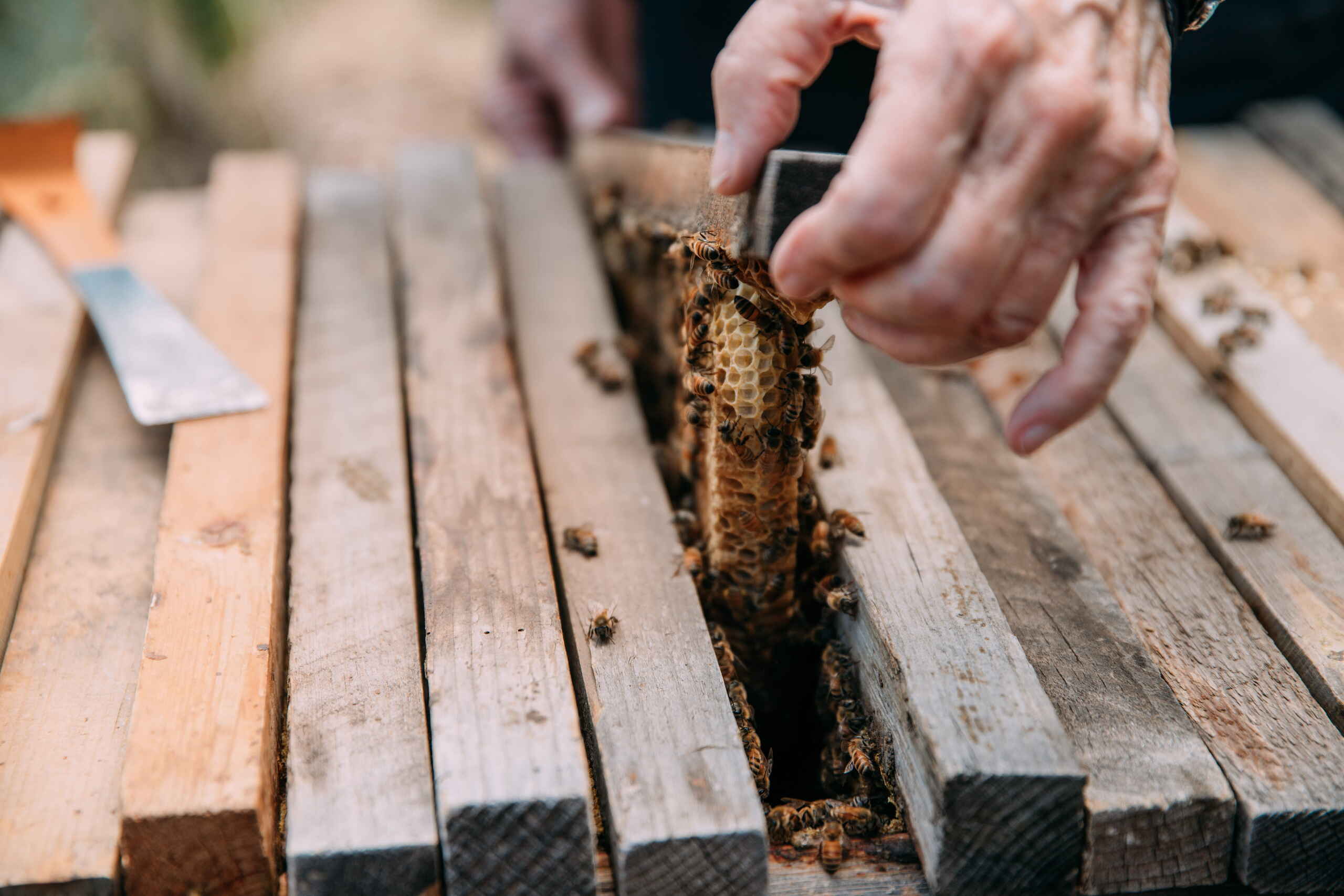 Beekeeper inspecting a frame of honeycomb covered with bees from an active hive