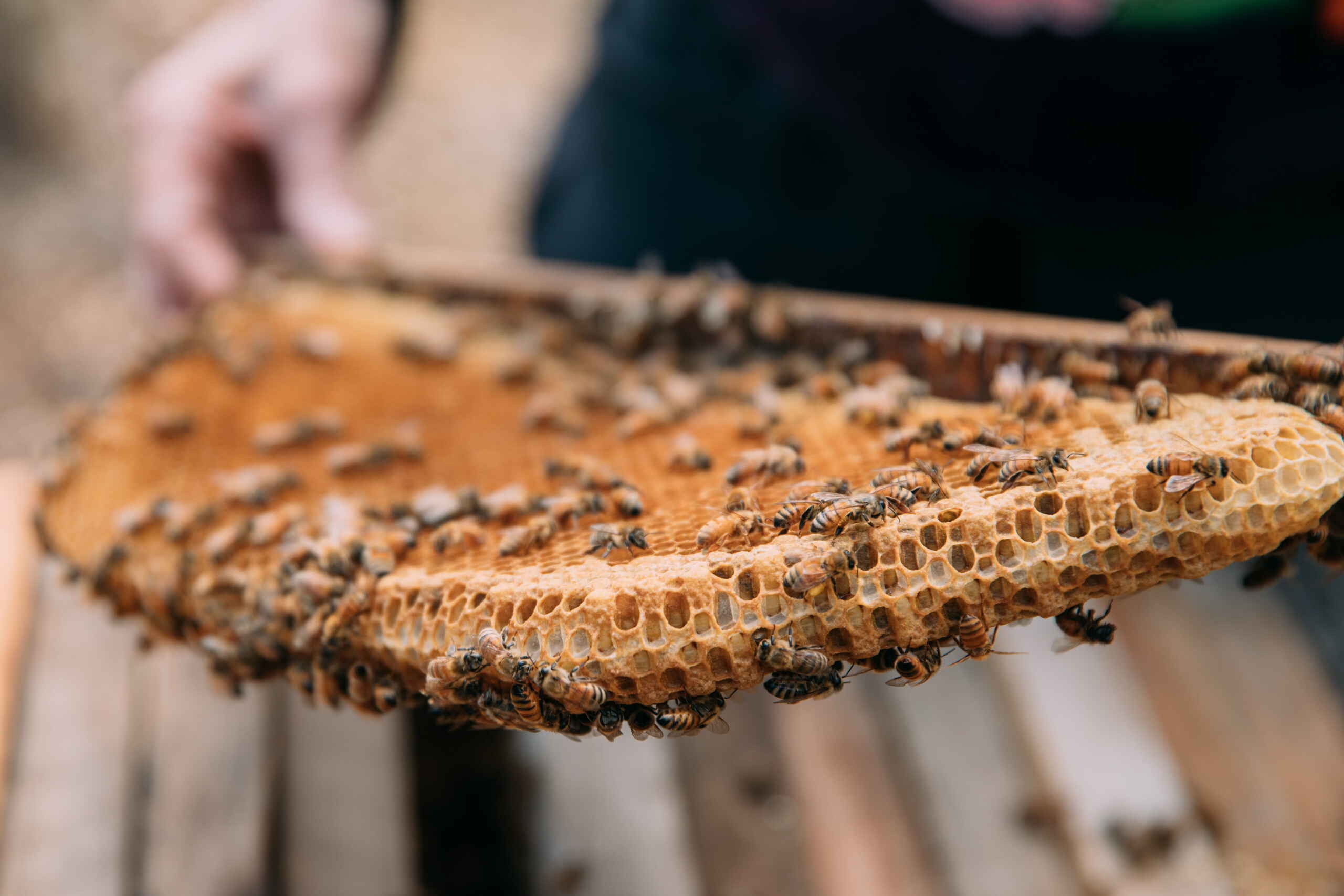 Beekeeper's hands holding a honeycomb frame covered with worker bees