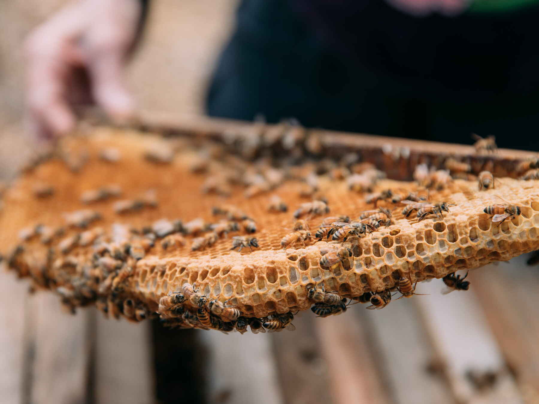 Beekeeper holding a frame covered with honeycomb and clustered honey bees from an active hive