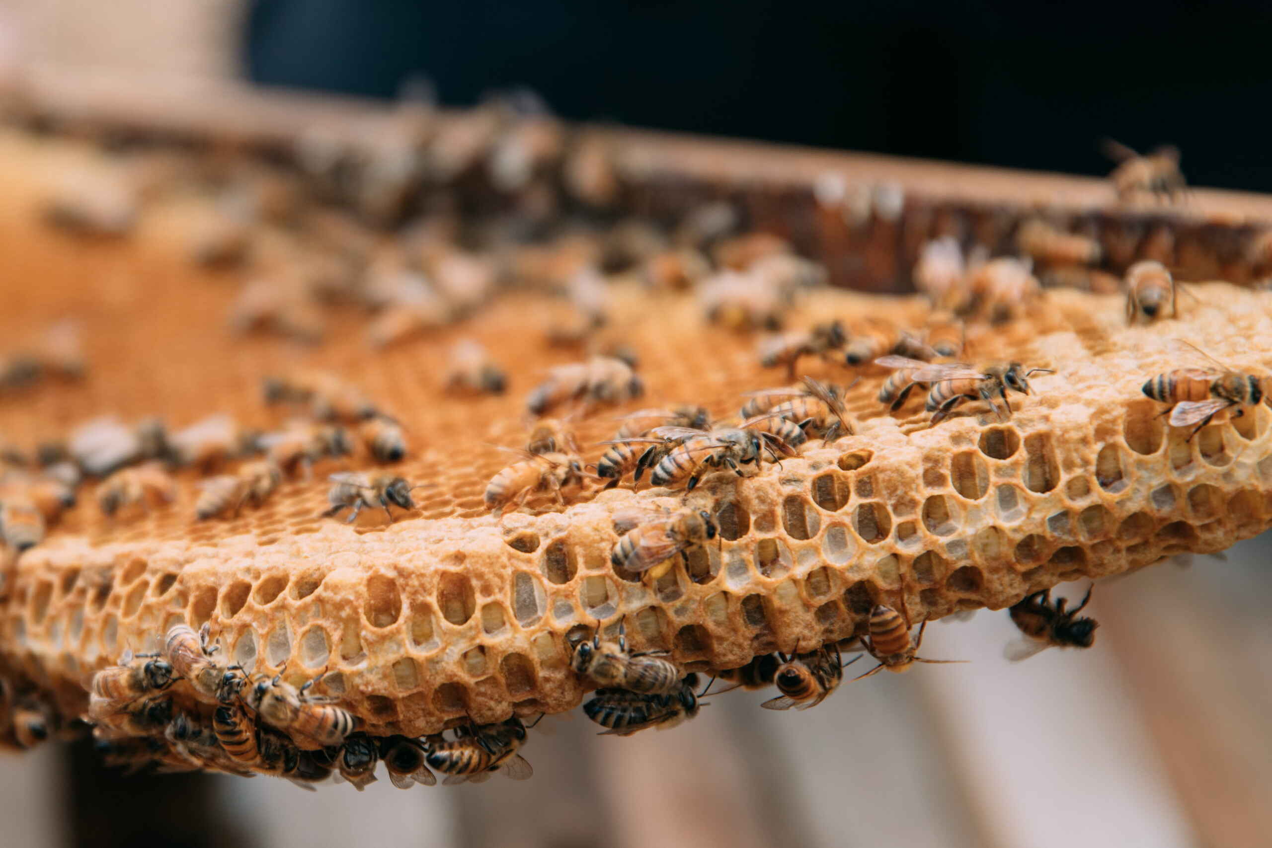 Honeybees clustered on a wooden frame from a beehive, showing the hexagonal honeycomb structure filled with honey and brood