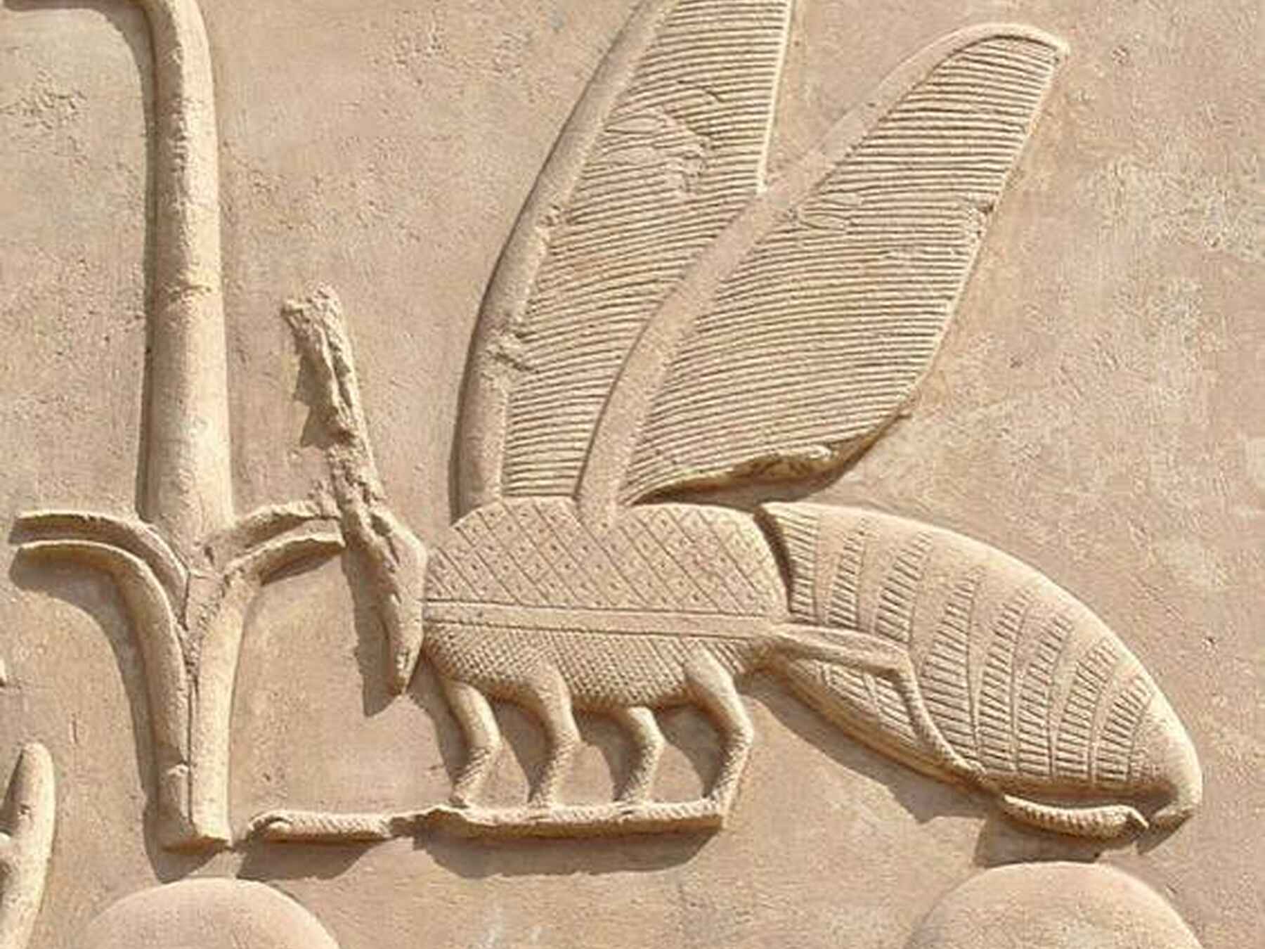 Ancient Egyptian stone carving depicting a bee with detailed wings and segmented body