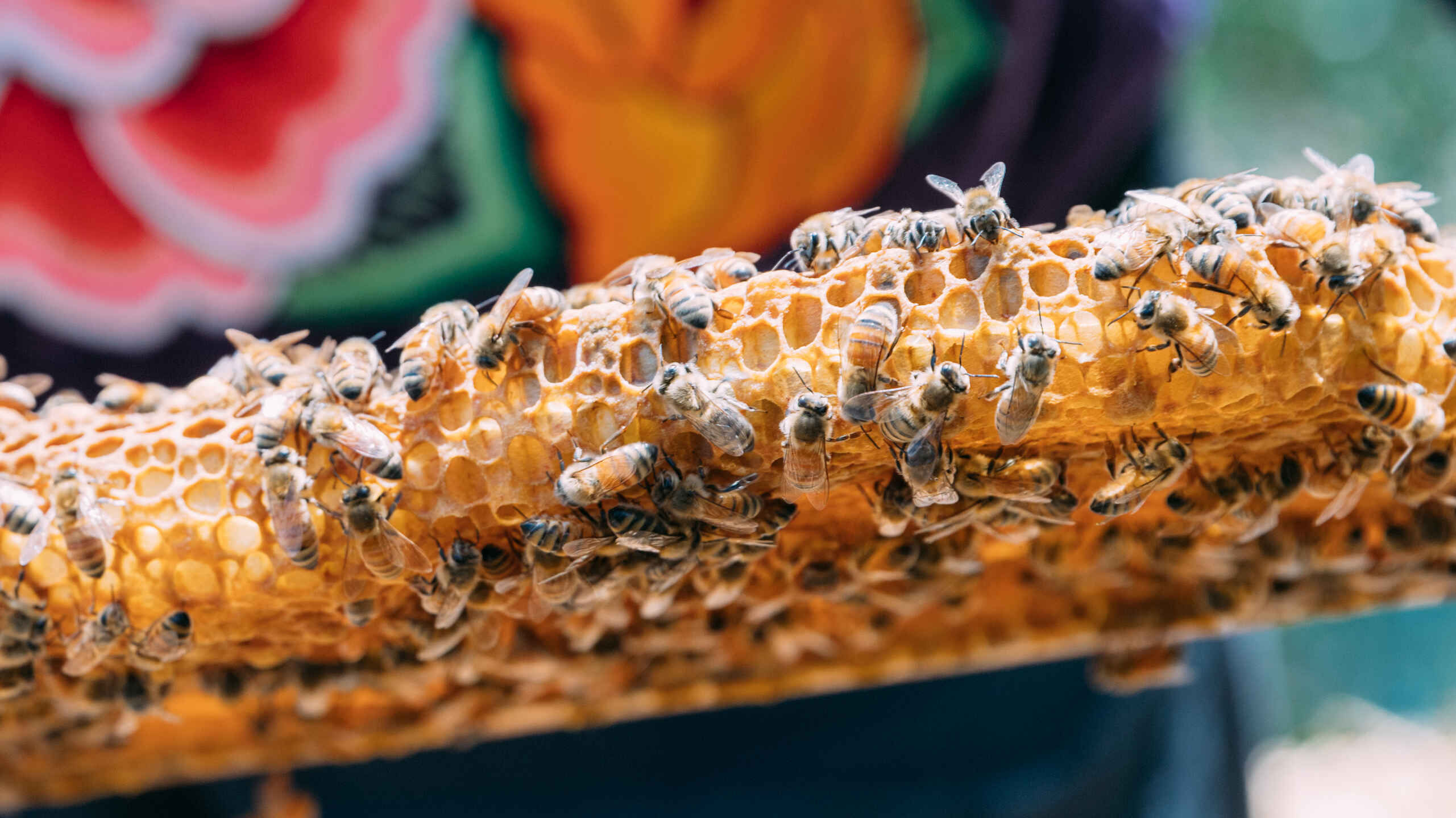 Honeybees clustered on a honeycomb frame filled with golden wax cells