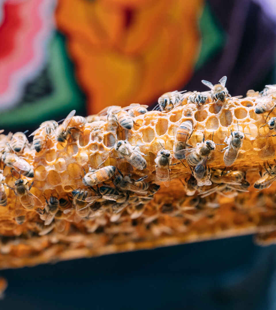 Honeybees clustered on a honeycomb frame filled with golden wax cells