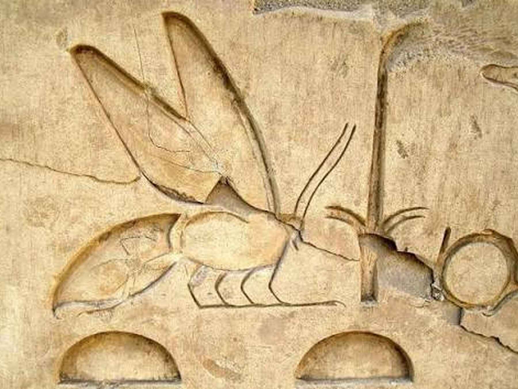 Ancient Egyptian relief carving depicting a bee with hieroglyphic symbols and decorative elements