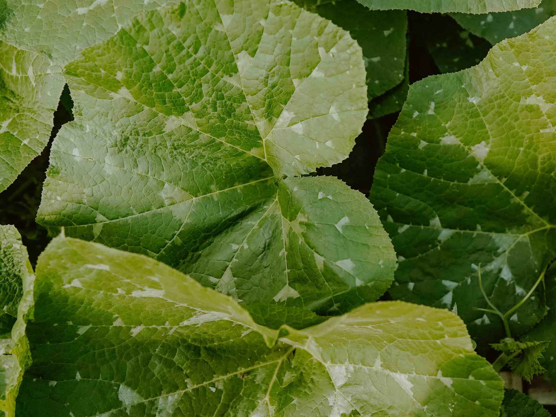 Close-up of hydrangea leaves with white powdery mildew fungal infection