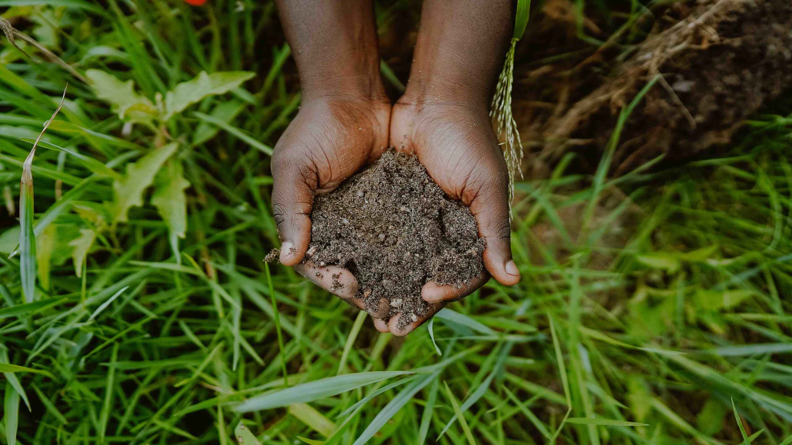 Farmer's hands holding rich, dark soil over cultivated farmland
