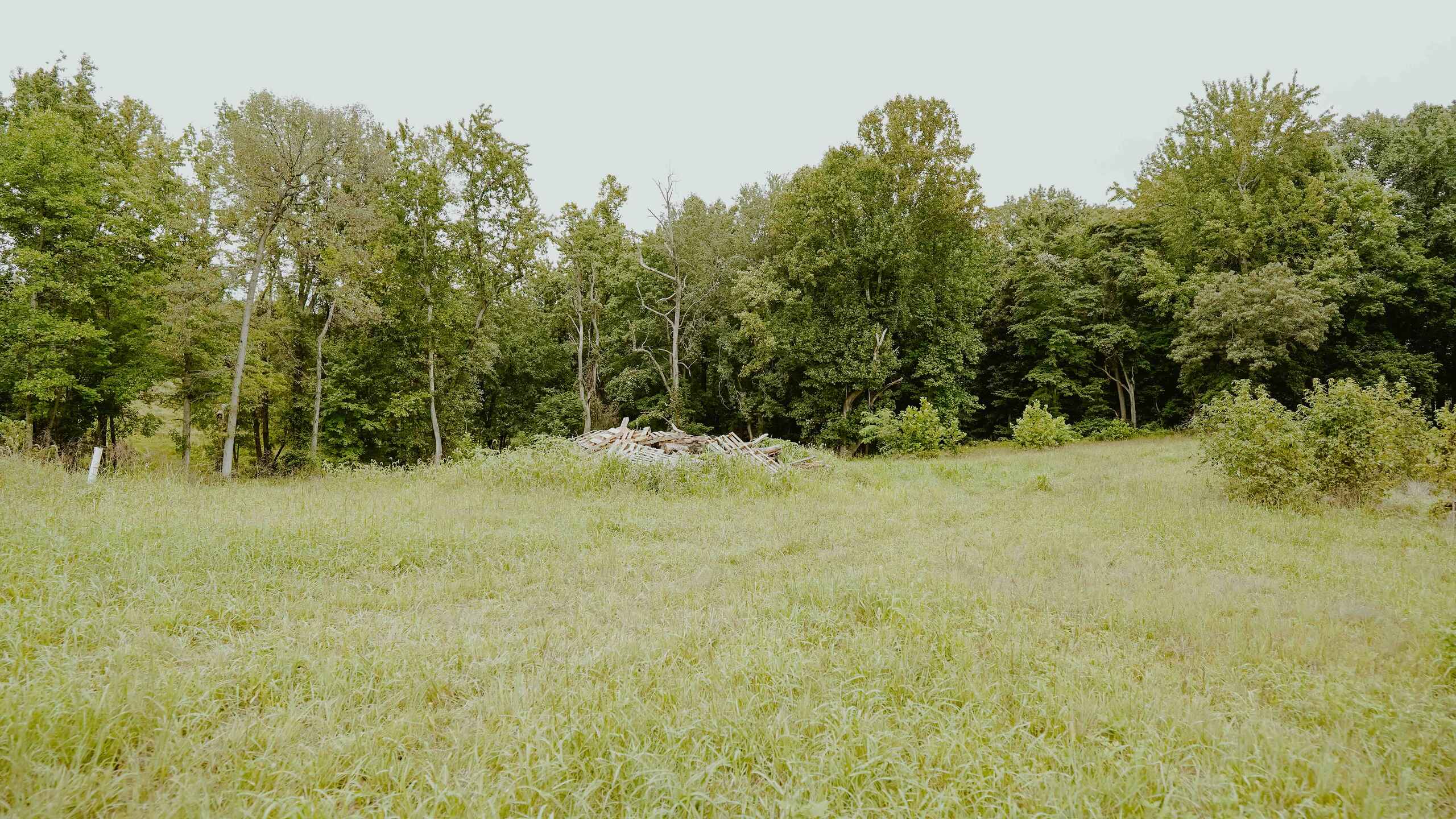 Open pasture with scattered trees and forest edge in the background