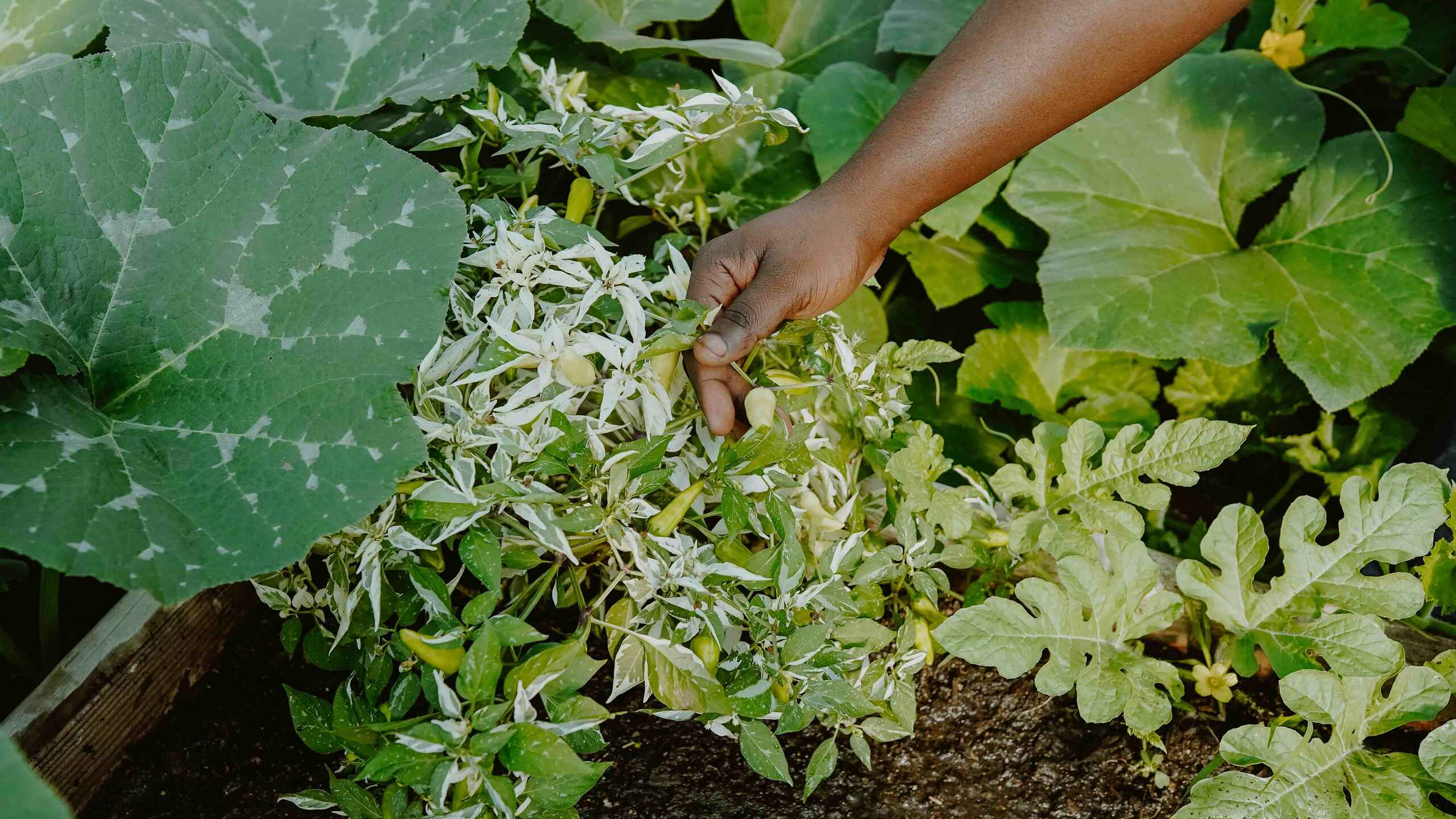 Hand harvesting leafy greens from a garden bed at Black Dirt Farm Collective