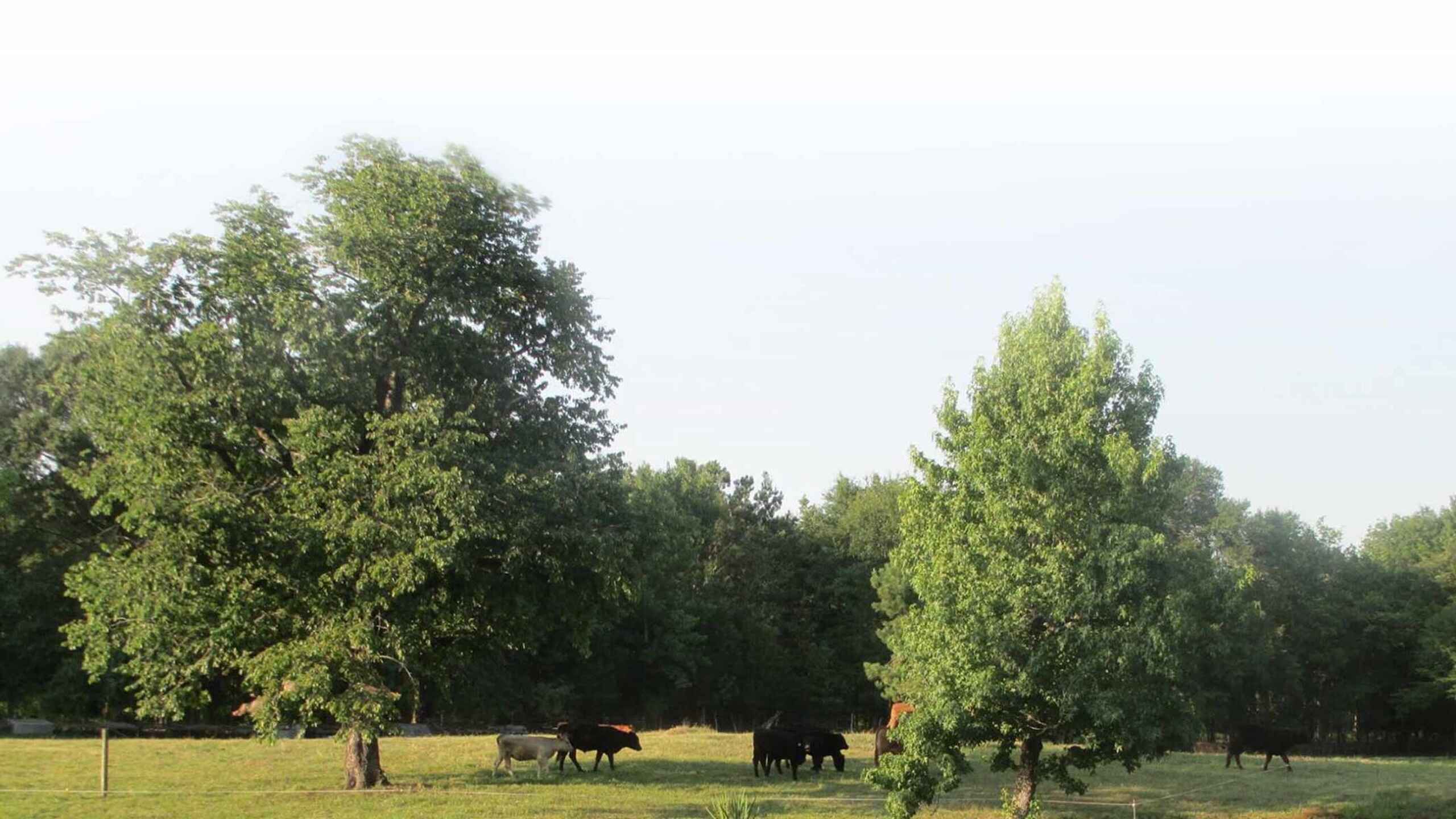 Cattle grazing in a pastoral meadow with mature trees and woodland in the background