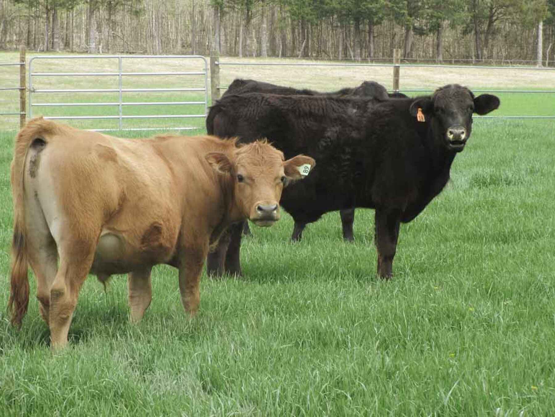 Brown and black cattle grazing in a pasture with metal fencing and forest in the background
