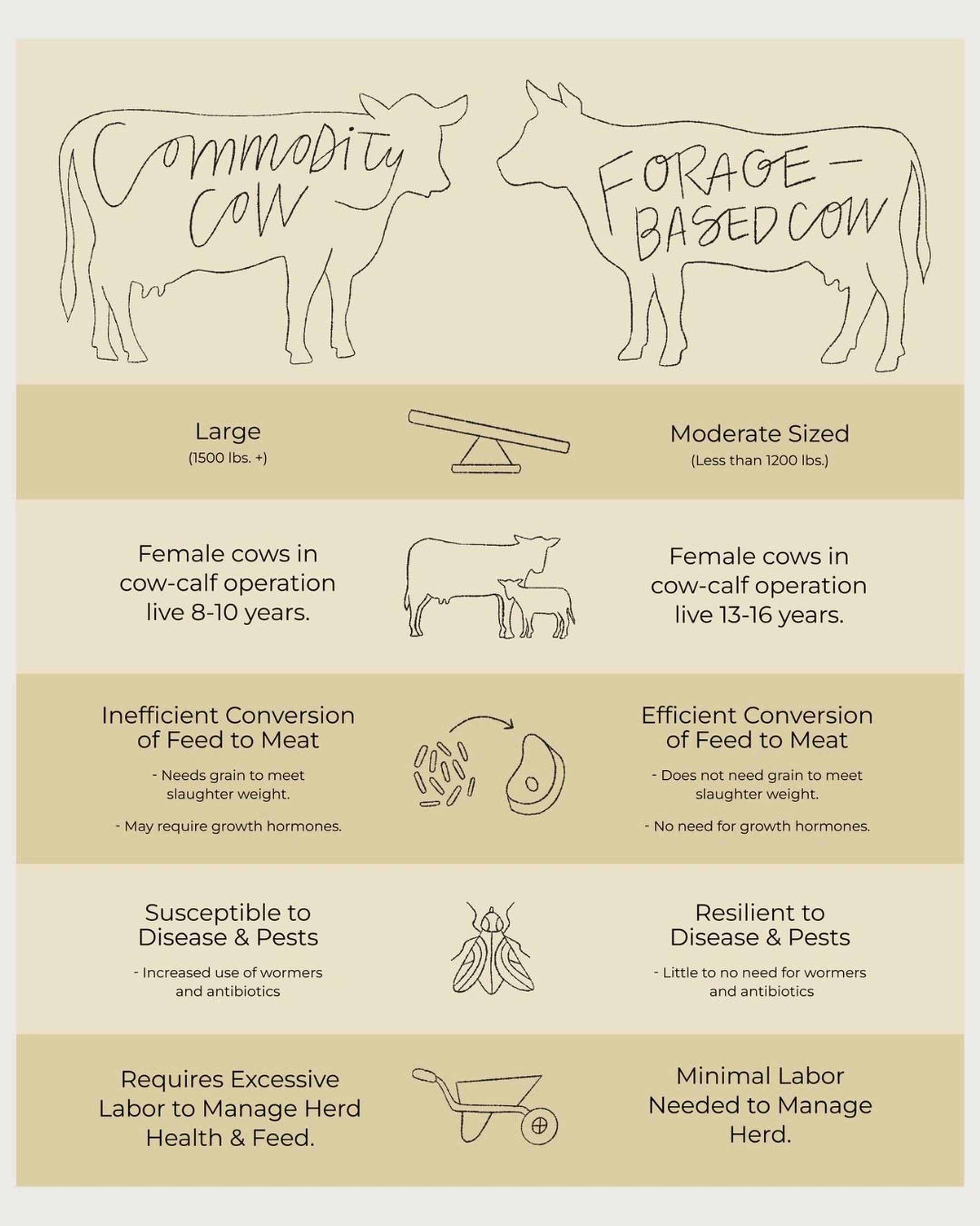 Comparison chart contrasting commodity cows with forage-based cows across size, lifespan, feed conversion efficiency, disease resistance, and labor requirements