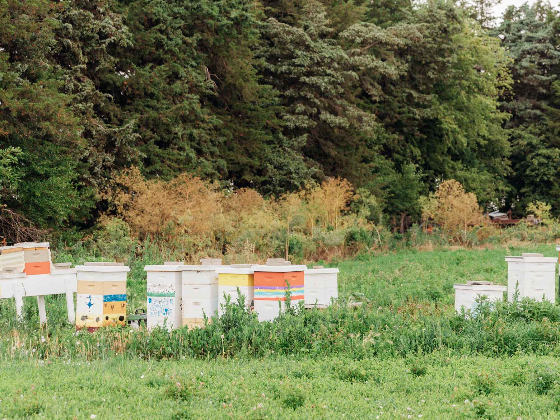 Multiple white beehives with colorful roof markings arranged in a grassy field with forest in the background