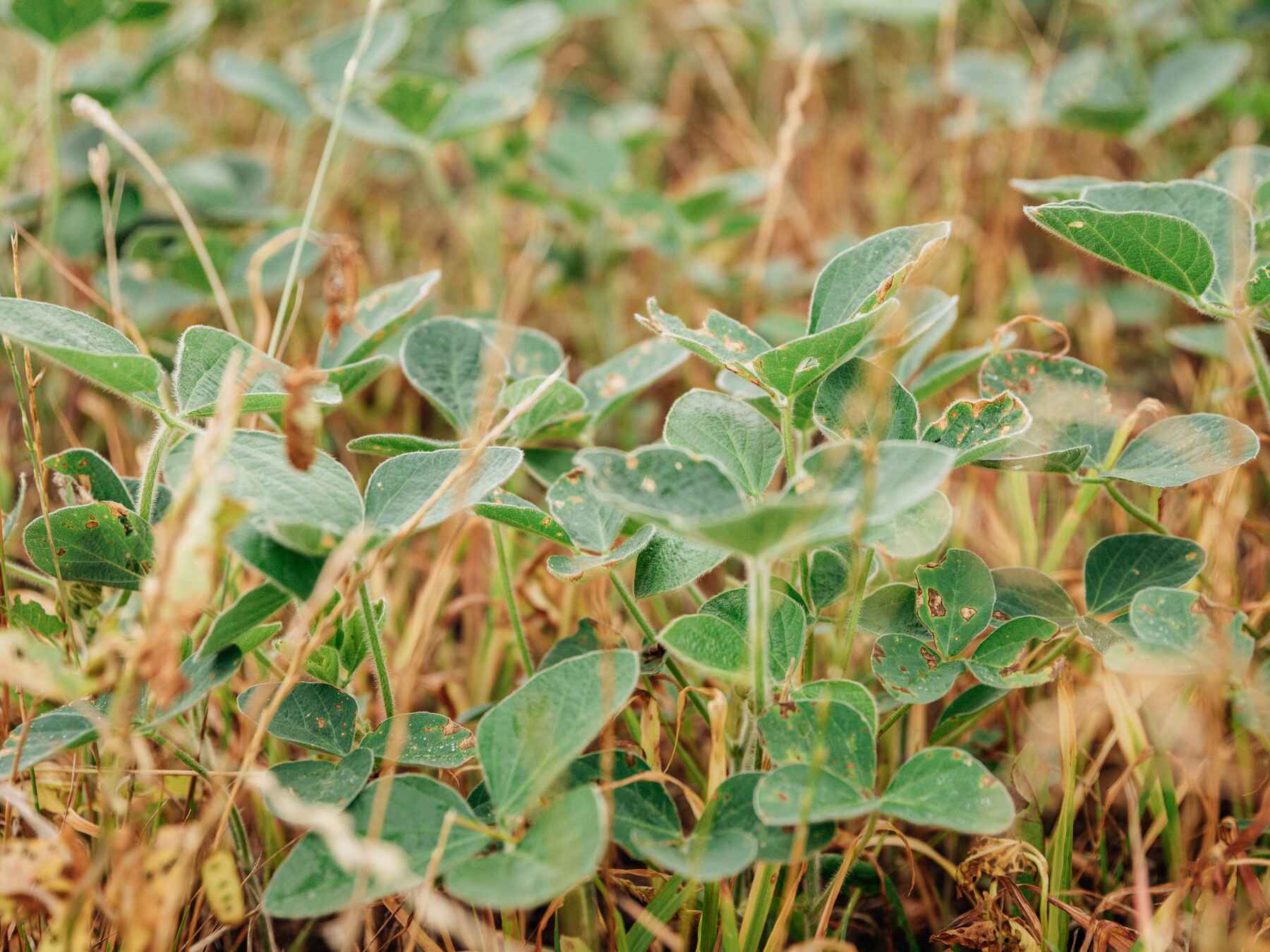 Young soybean plants with green leaves and brown stems emerging from soil
