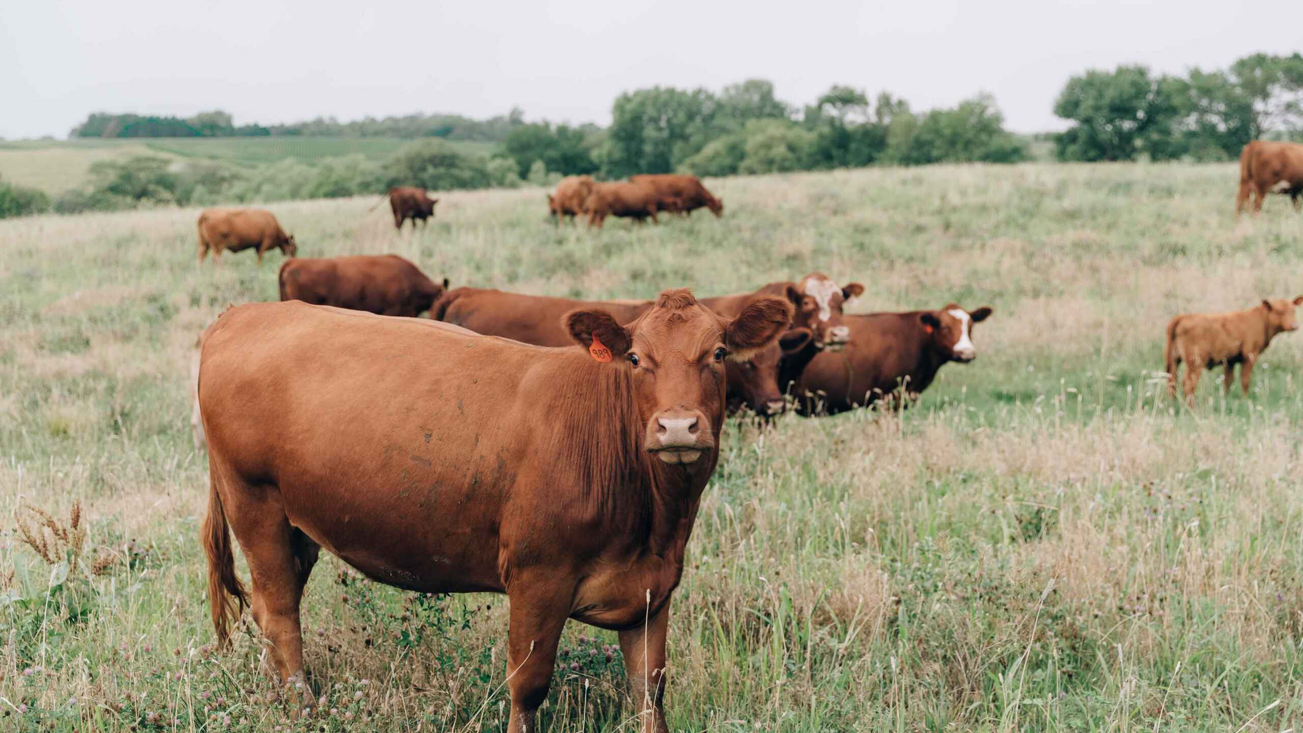 Red Angus cattle grazing in a pasture with rolling green fields and tree lines in the background