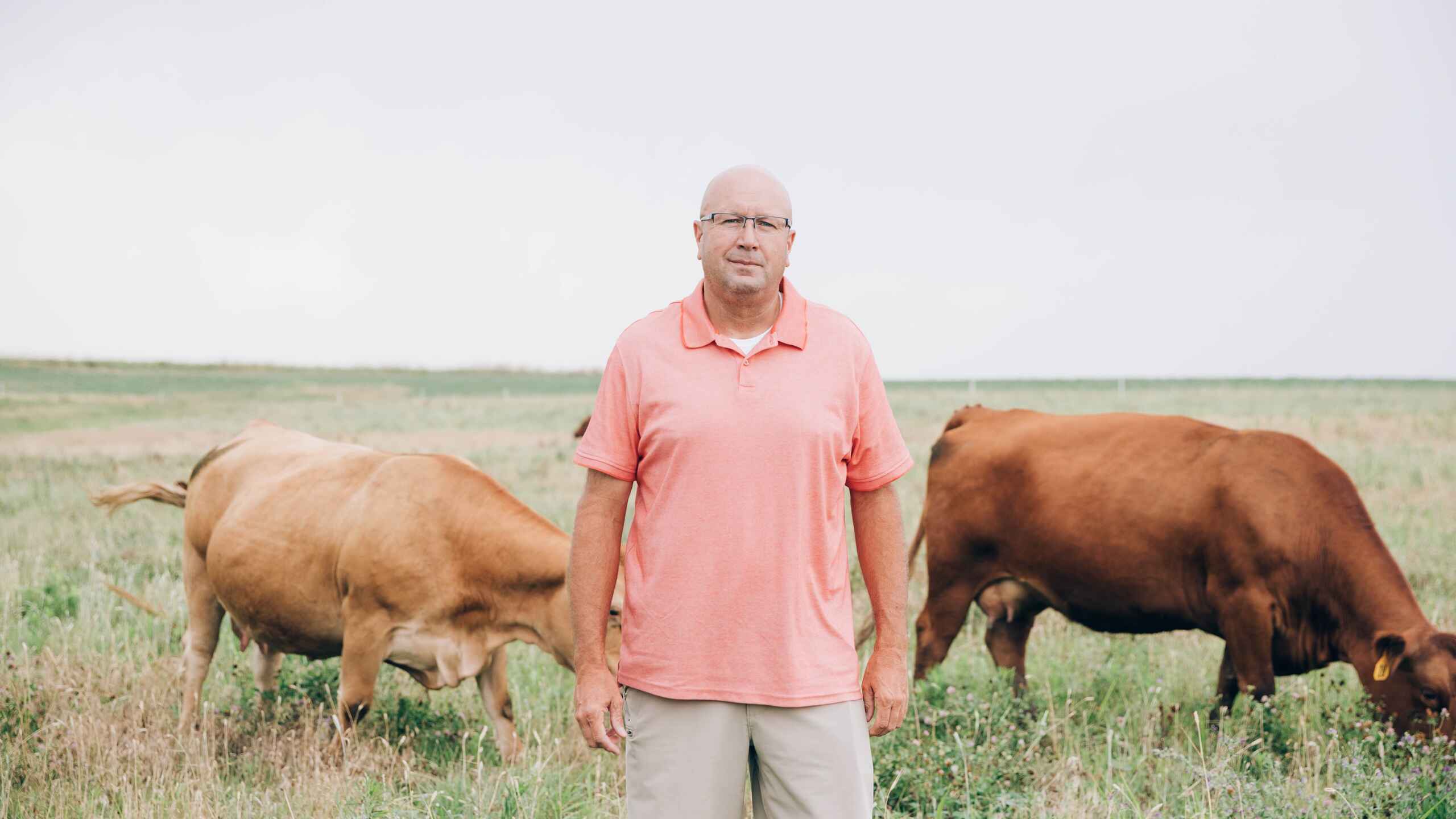 Del Ficke stands in a pasture with two brown cattle grazing on either side