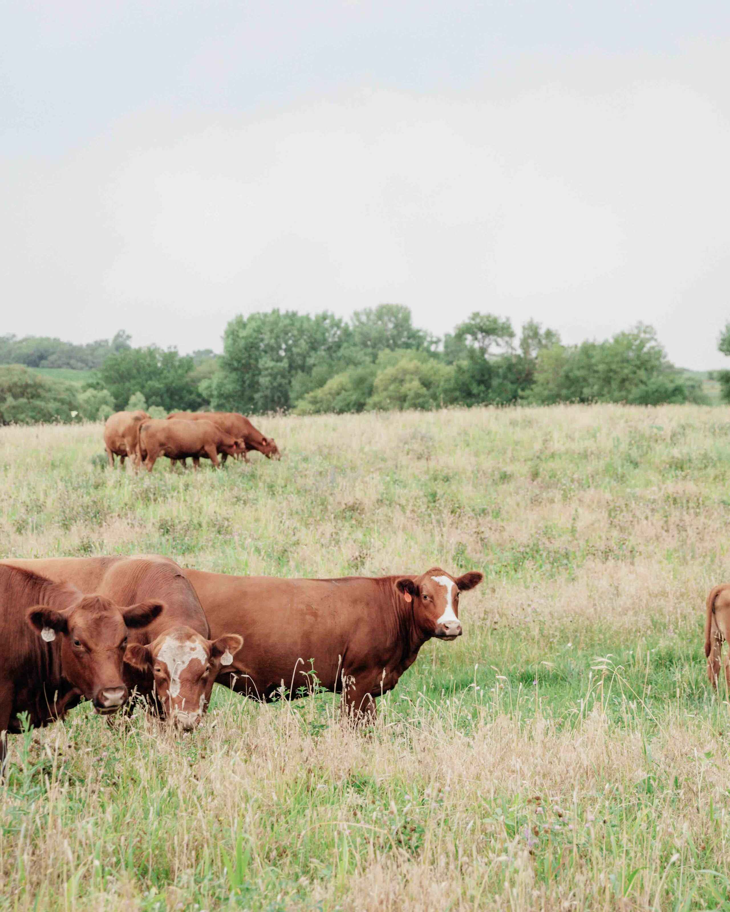 A herd of brown cattle grazing in a pasture with trees and agricultural fields visible in the distance