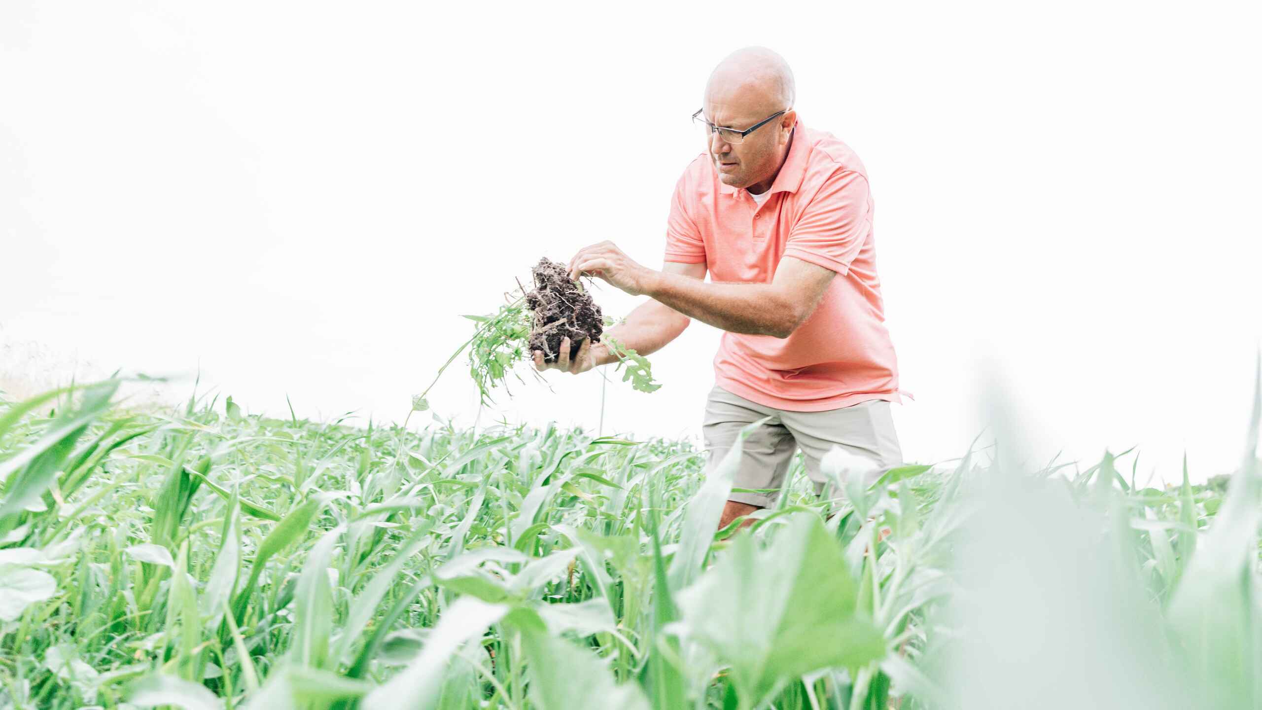 Farmer examining soil and plant roots in a corn field