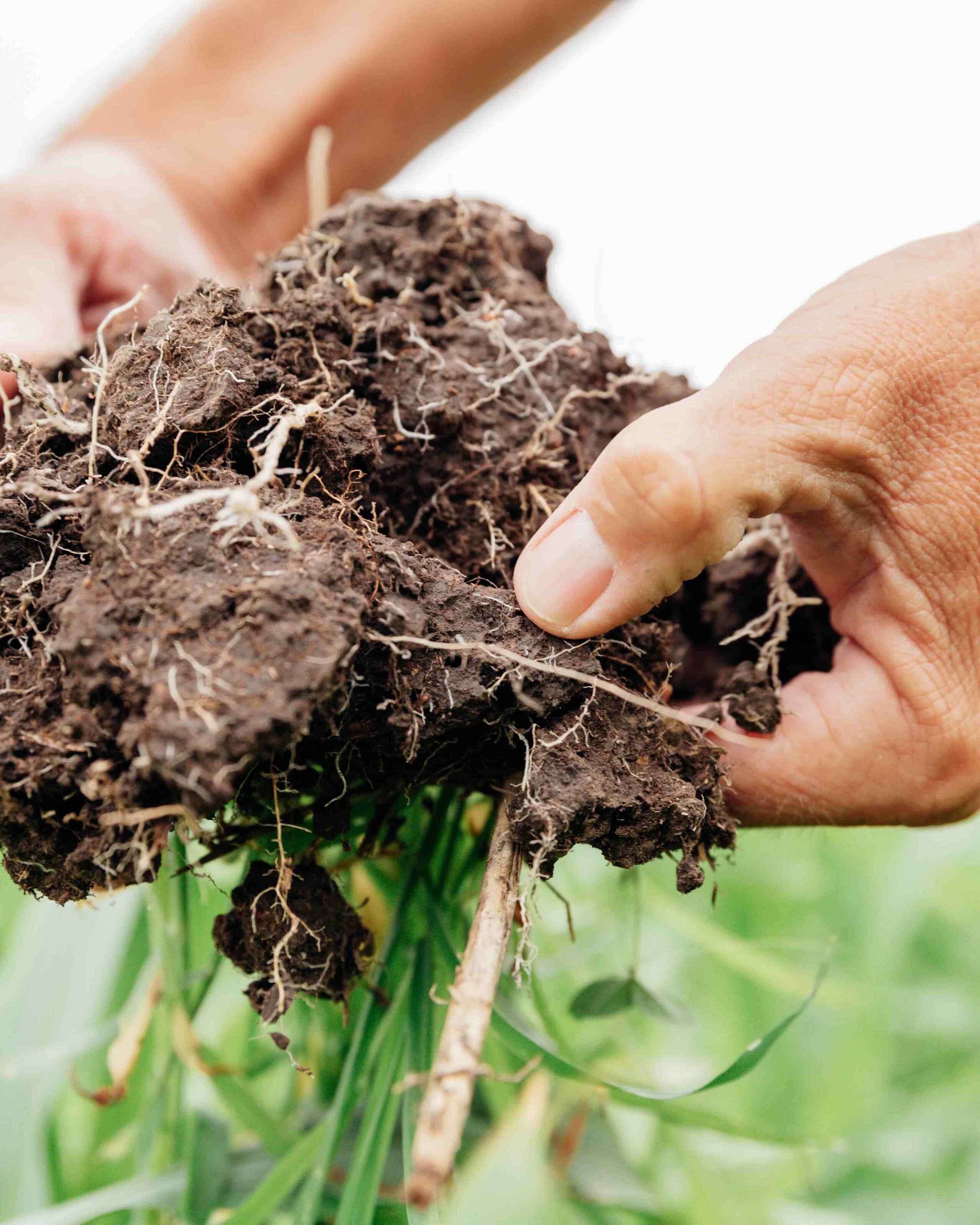 Farmer holding soil clump with visible root system and plant material in a field