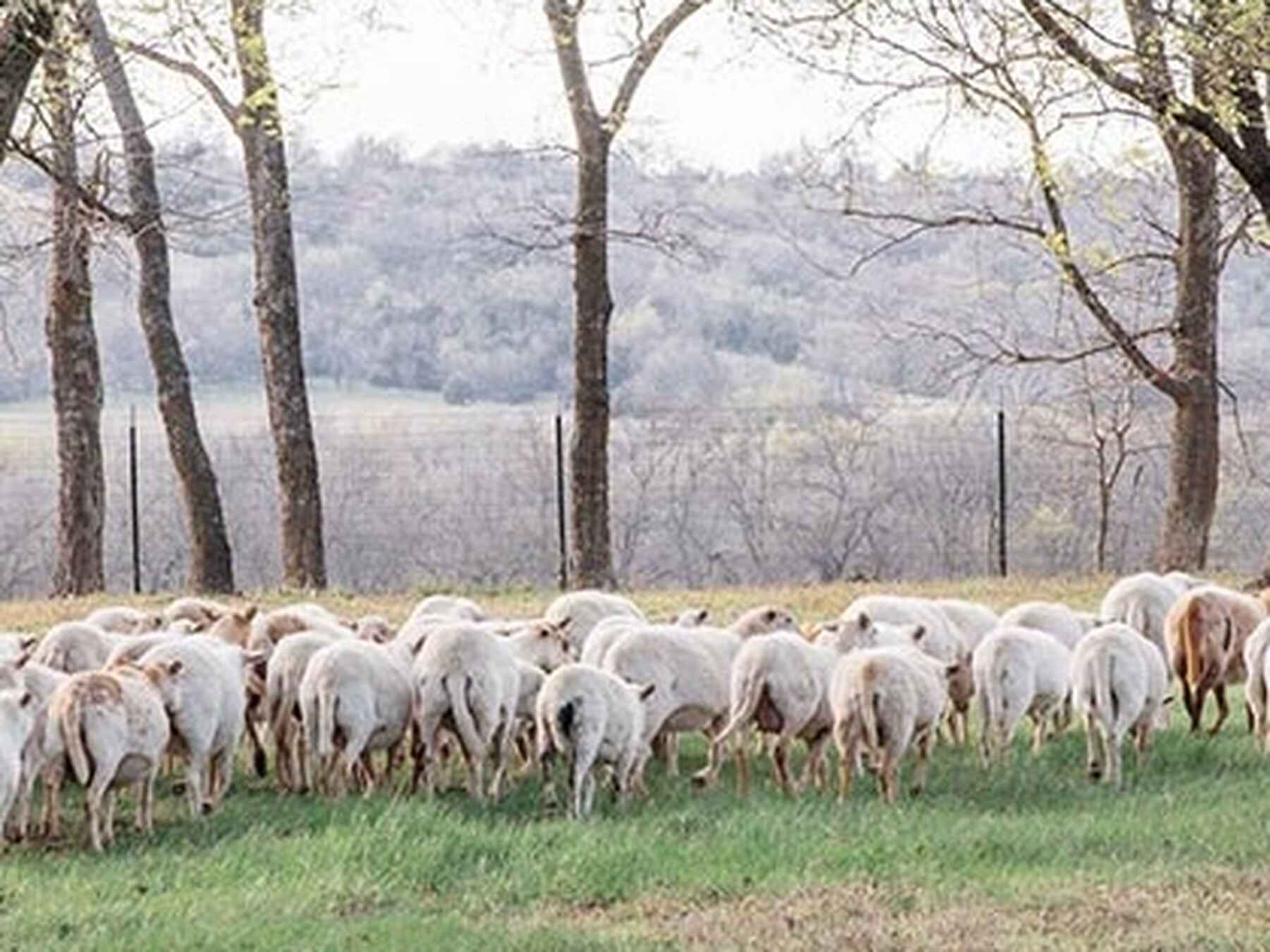 Herd of white and brown sheep grazing in a pasture with bare trees and rolling hills in the background