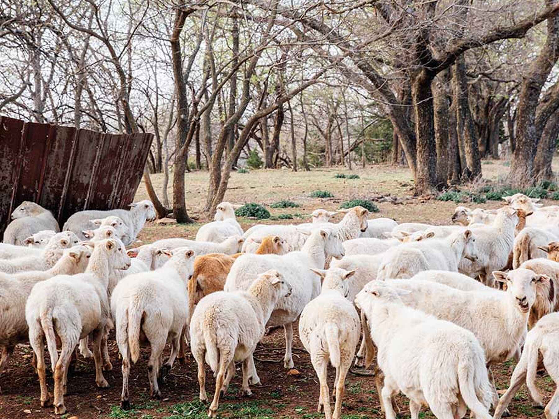 A herd of white and brown goats grazing in a wooded pasture with bare trees and a wooden shelter in the background