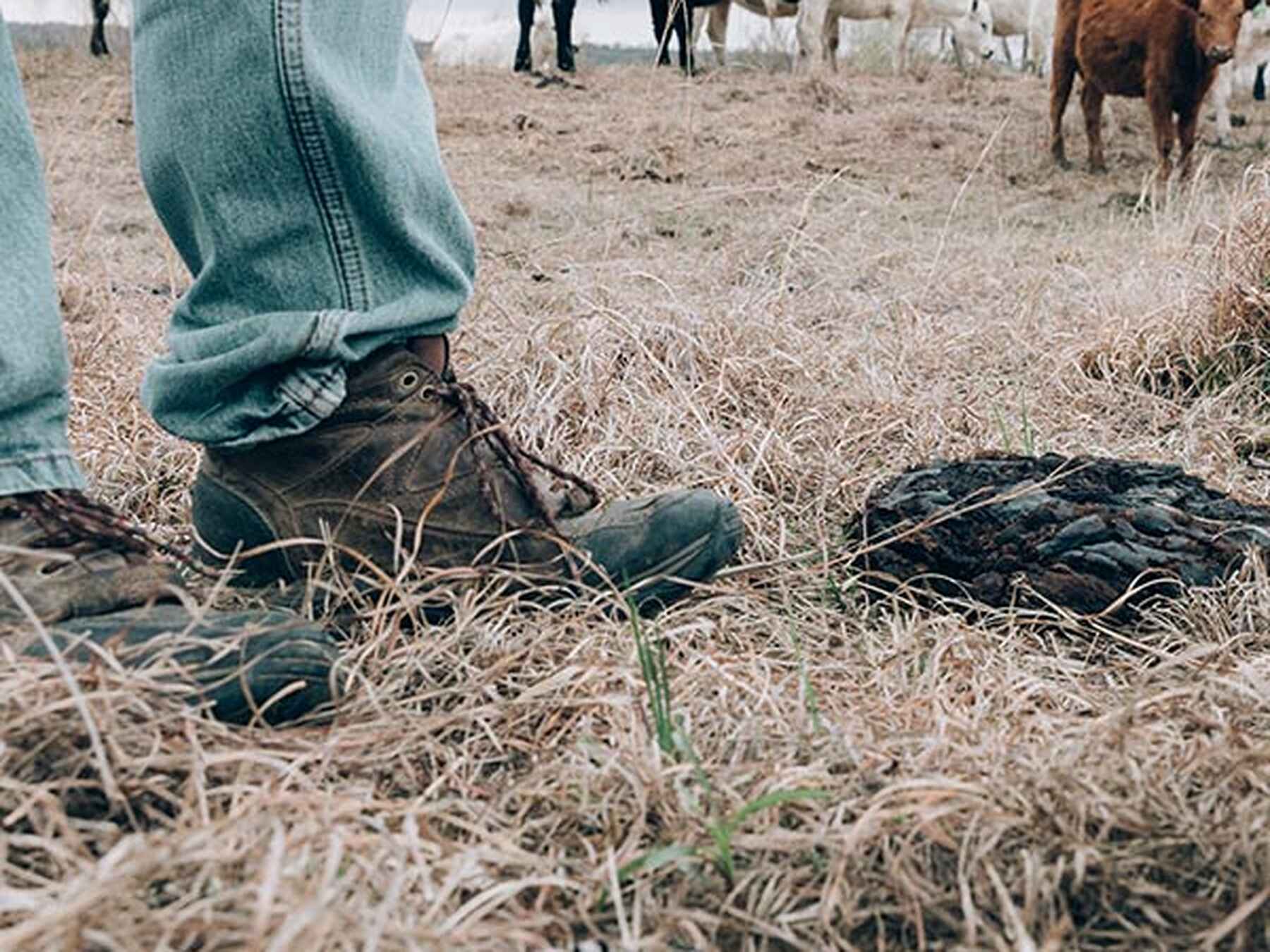 Farmer standing in pasture wearing work boots and jeans with cattle grazing in the background