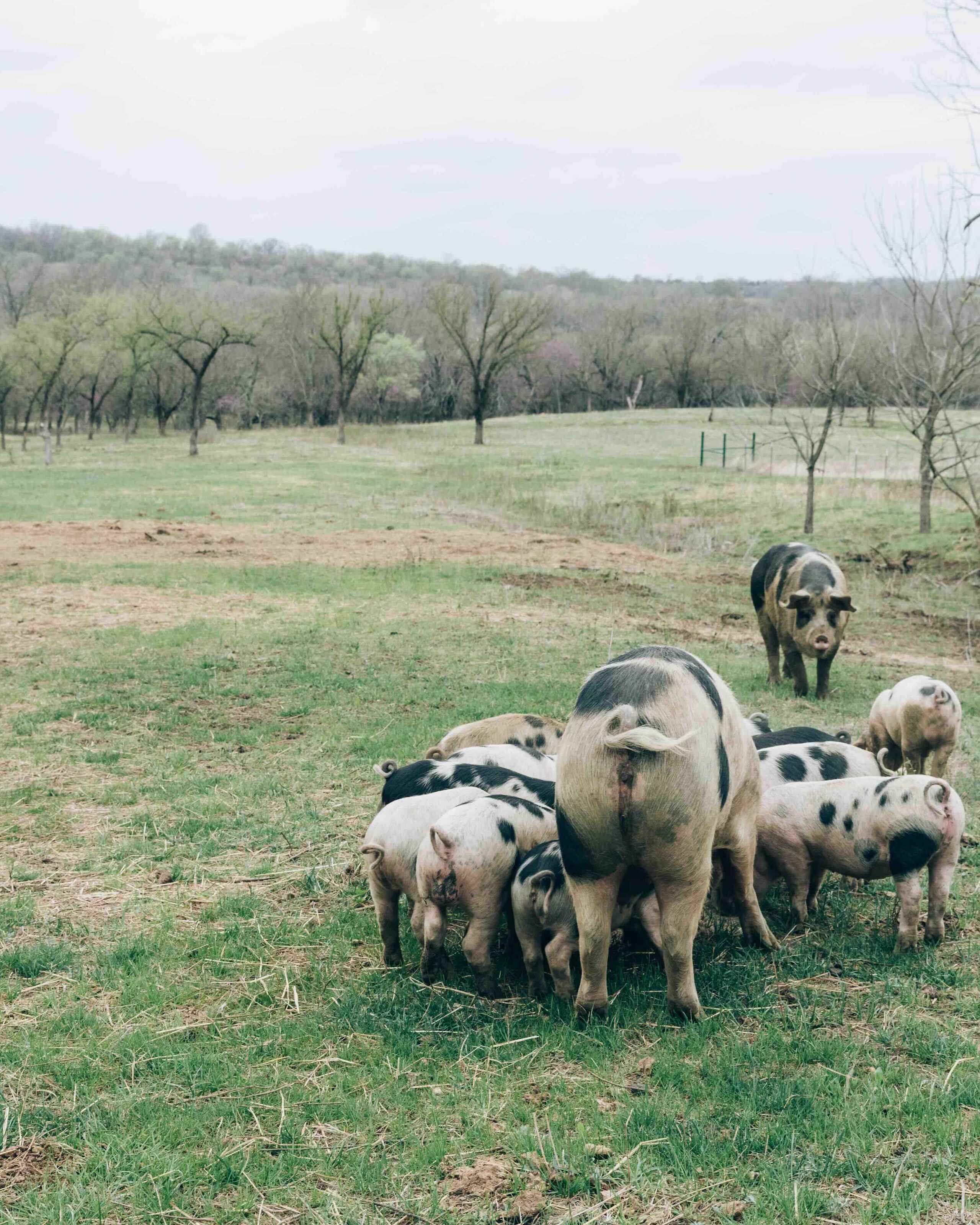 Farmer carrying buckets while managing a herd of pigs grazing in a pasture