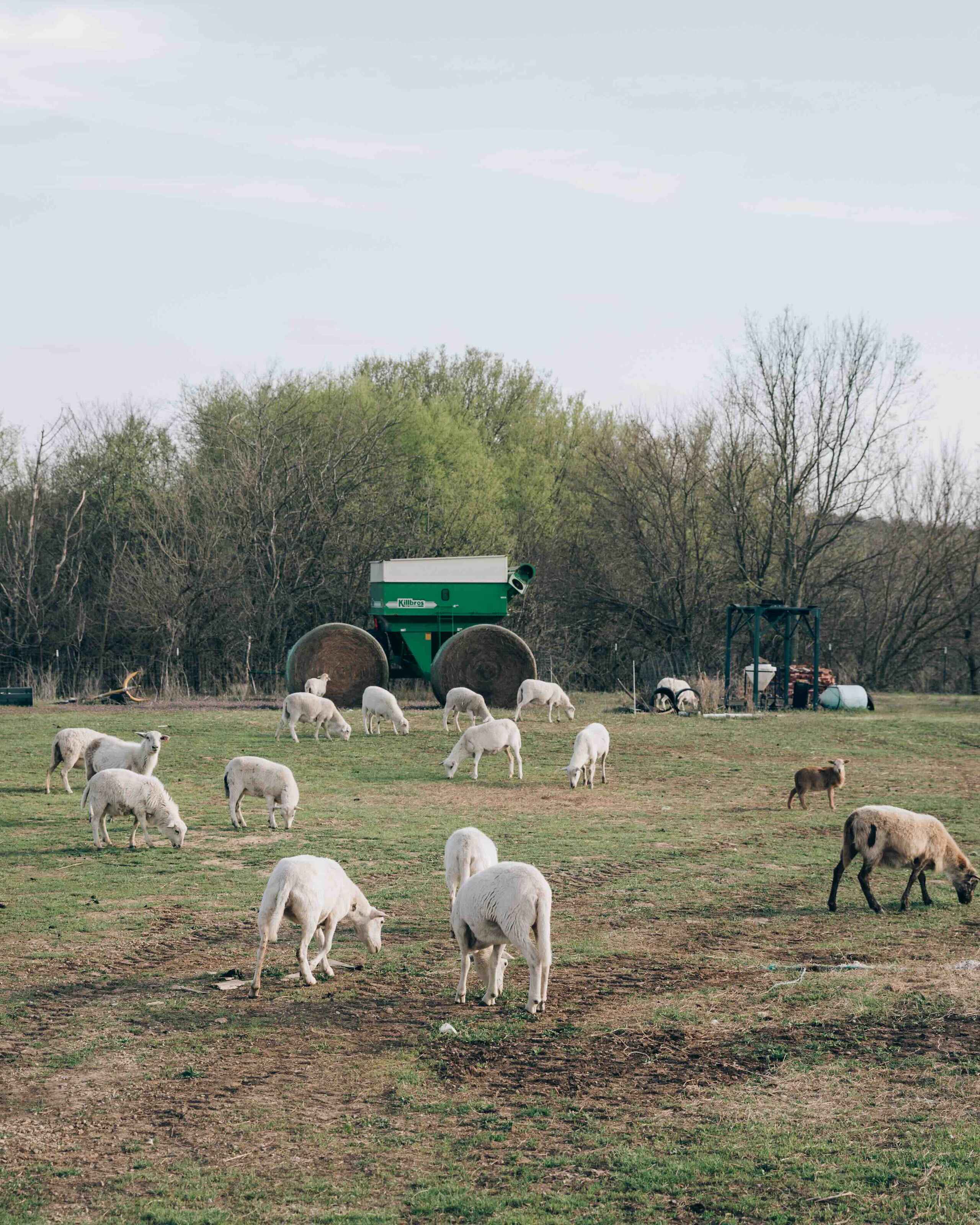 A flock of goats grazes in a pasture with farm equipment and bare trees in the background
