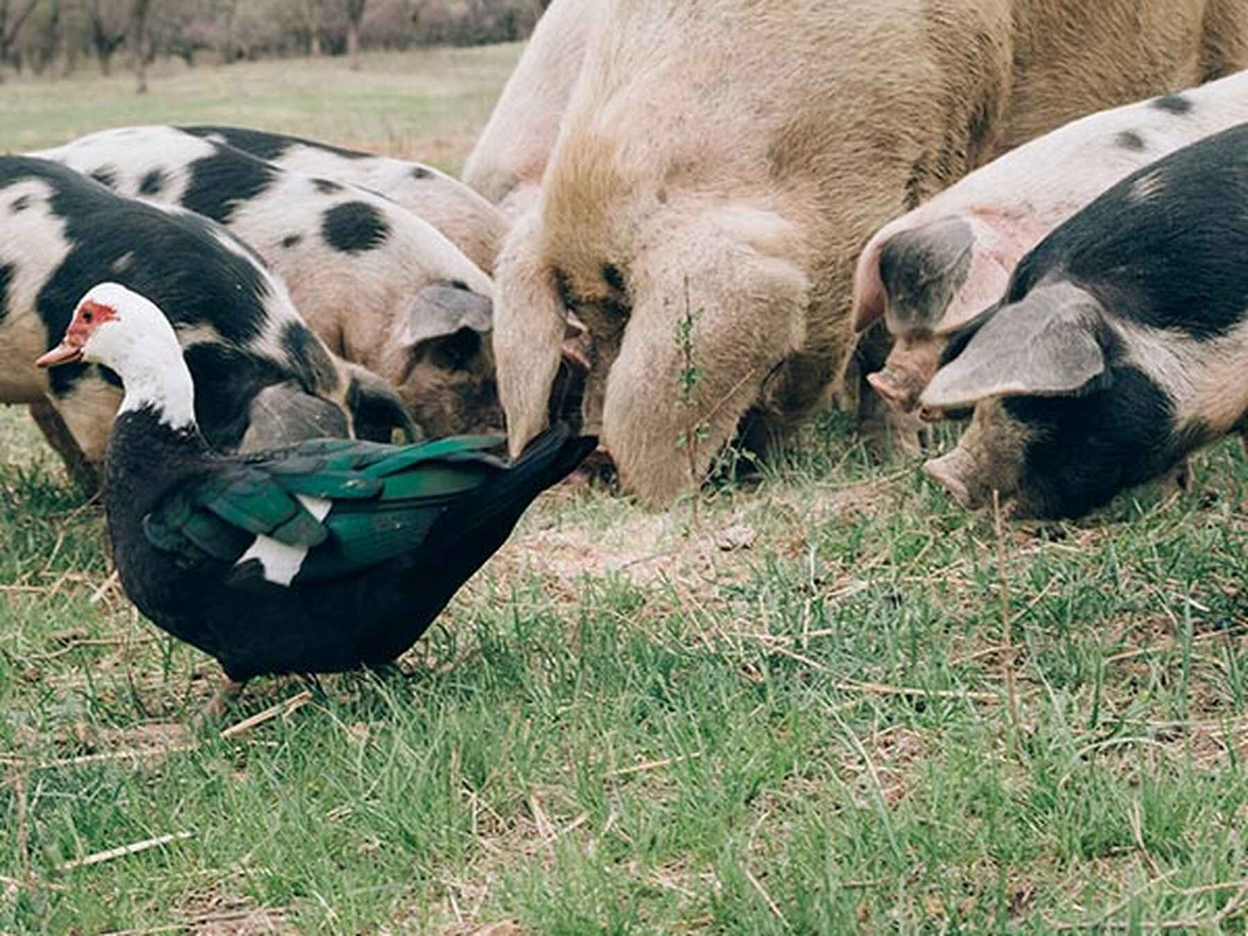 Pigs and a duck foraging together in a pasture with trees in the background