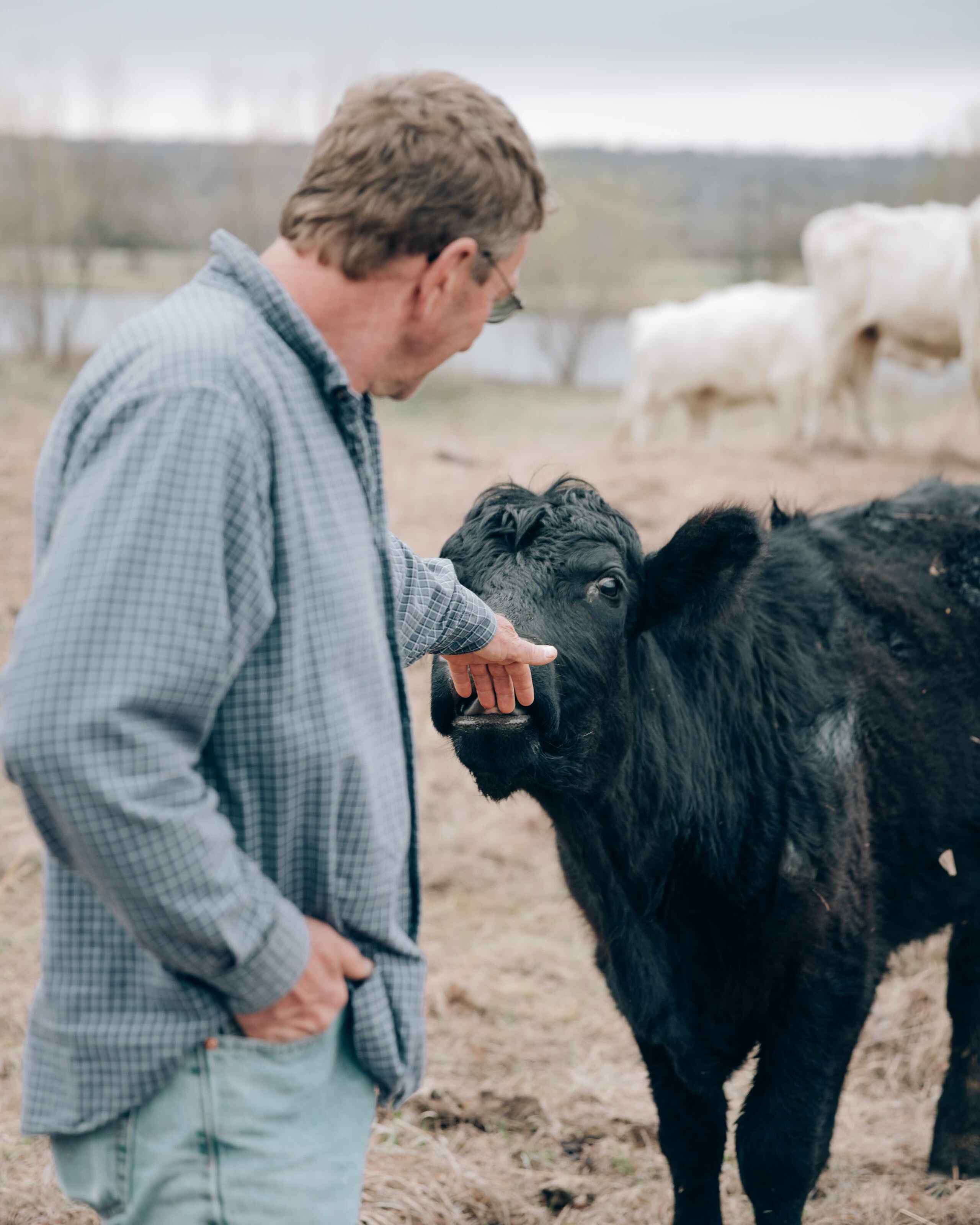 Farmer gently holds the face of a black goat while standing in a pasture with other goats in the background
