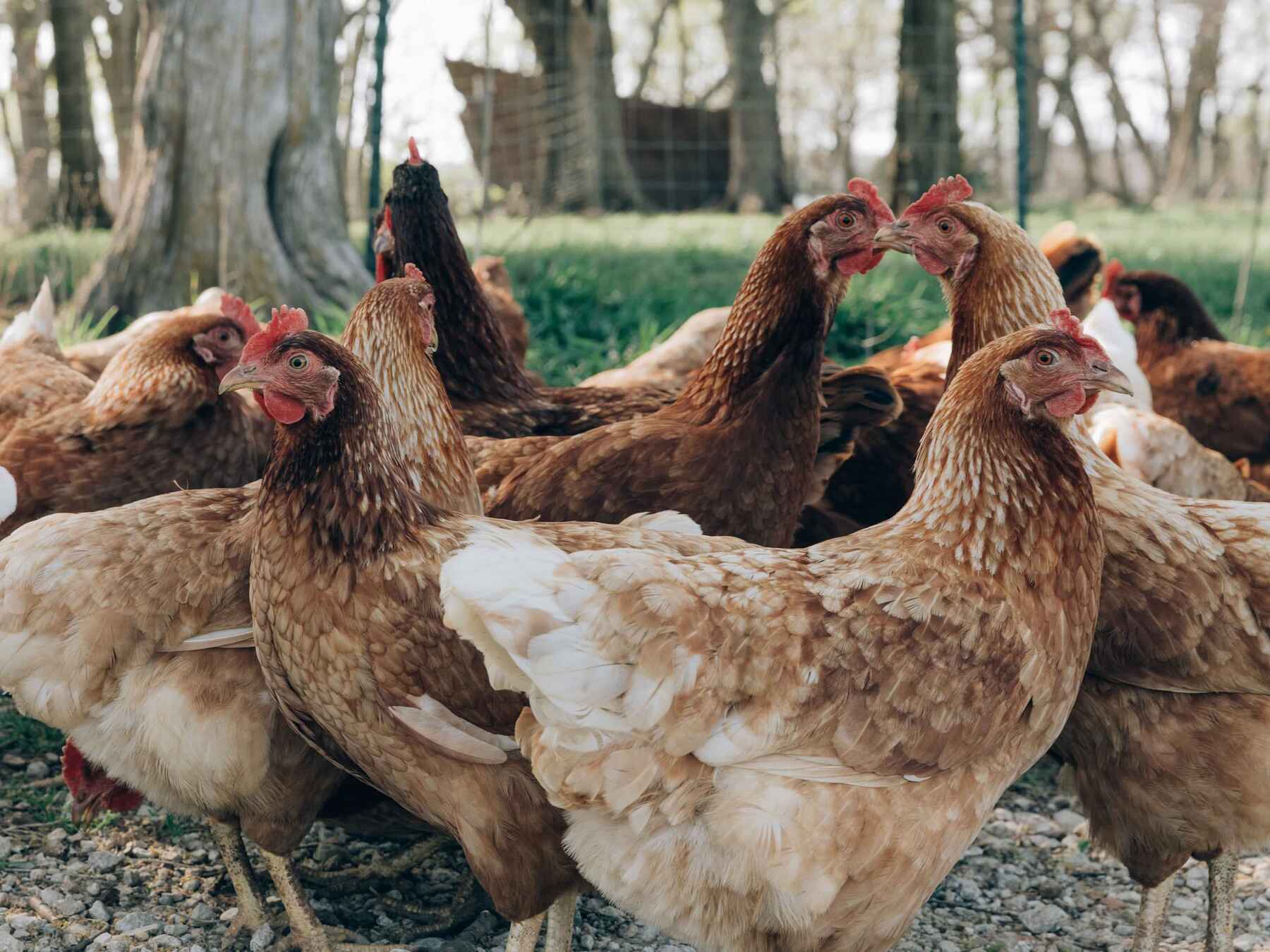 Brown and white hens standing in a pasture with bare trees in the background