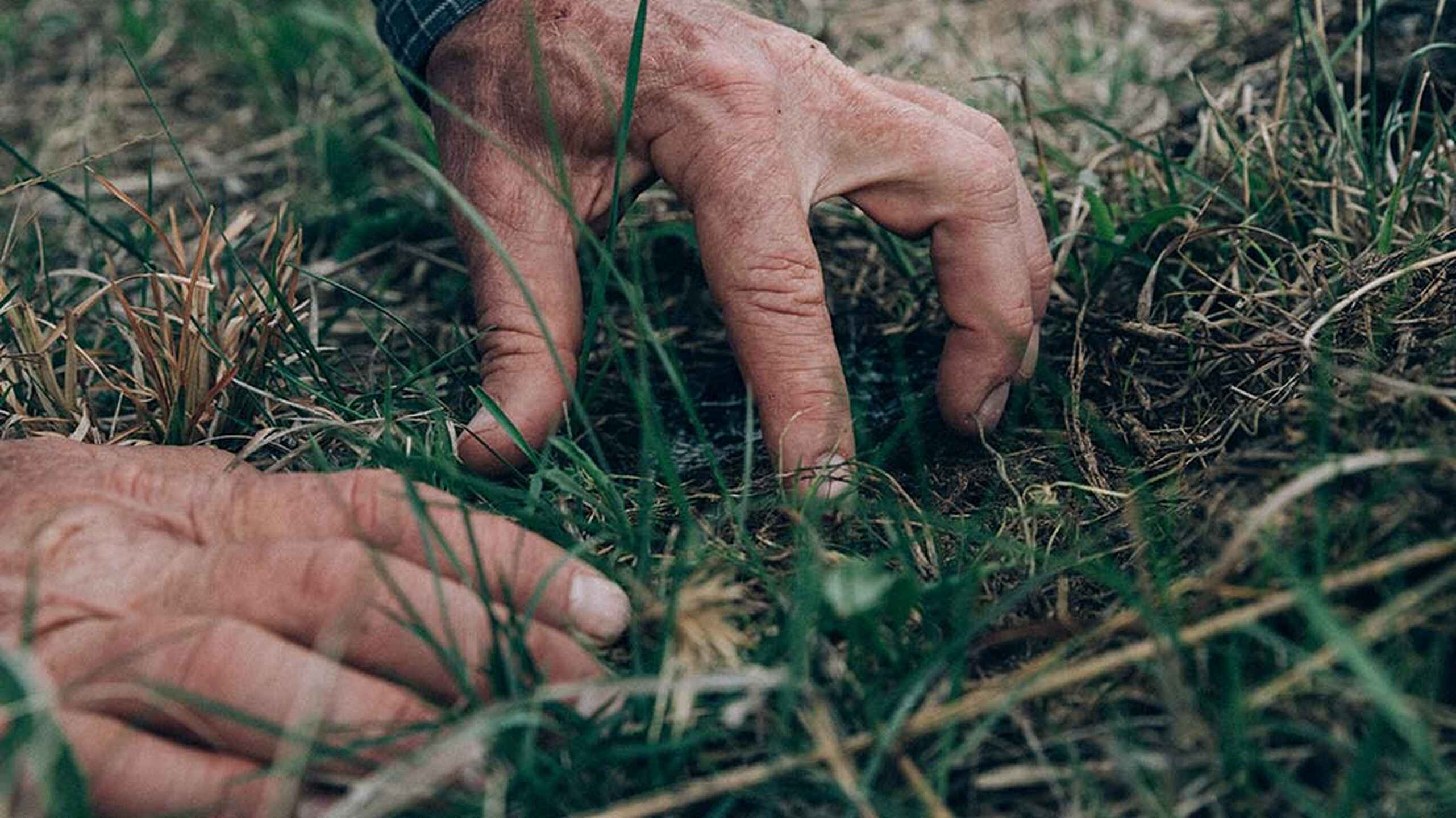 Farmer's hands examining soil and grass in a field