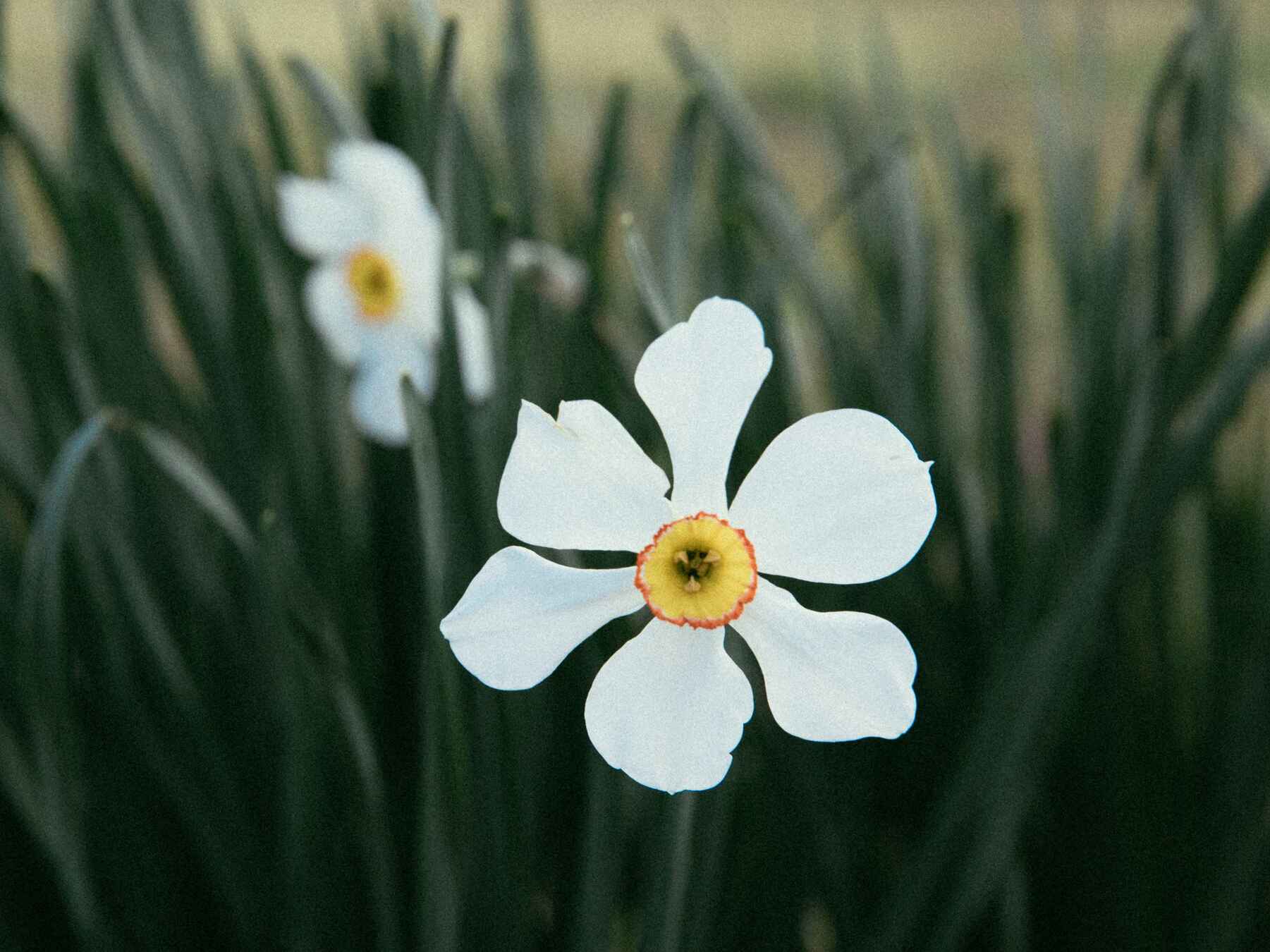 White daffodil flowers with yellow centers blooming among green stems