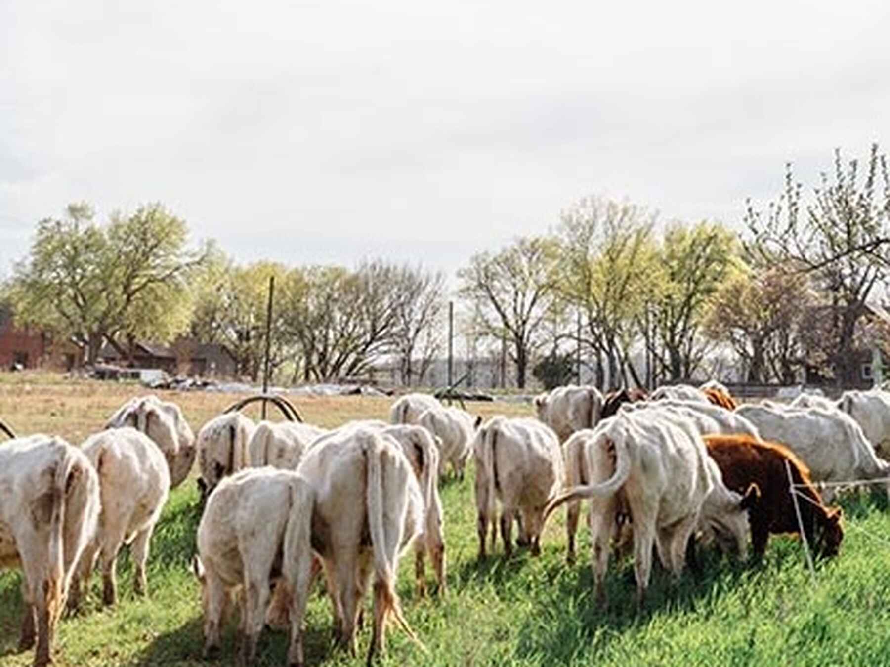 A herd of cattle grazing on pastureland with bare trees in the background