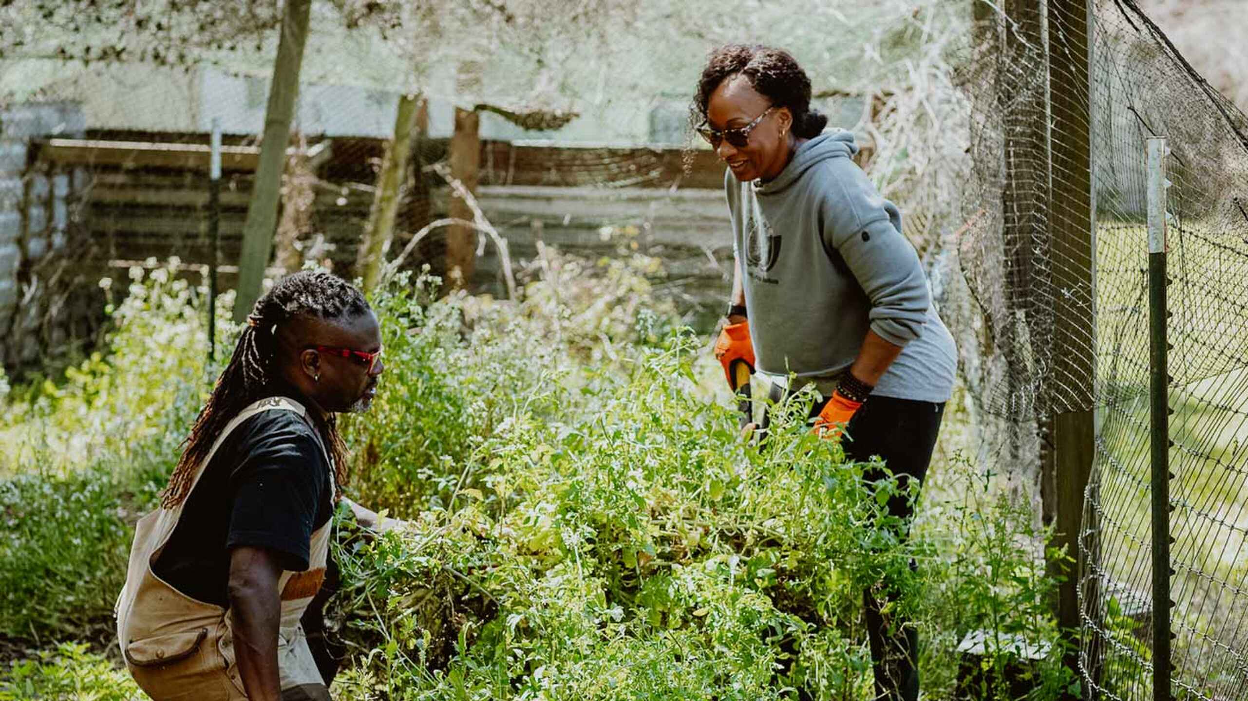 Two gardeners tend to leafy vegetables in a community garden plot surrounded by fencing