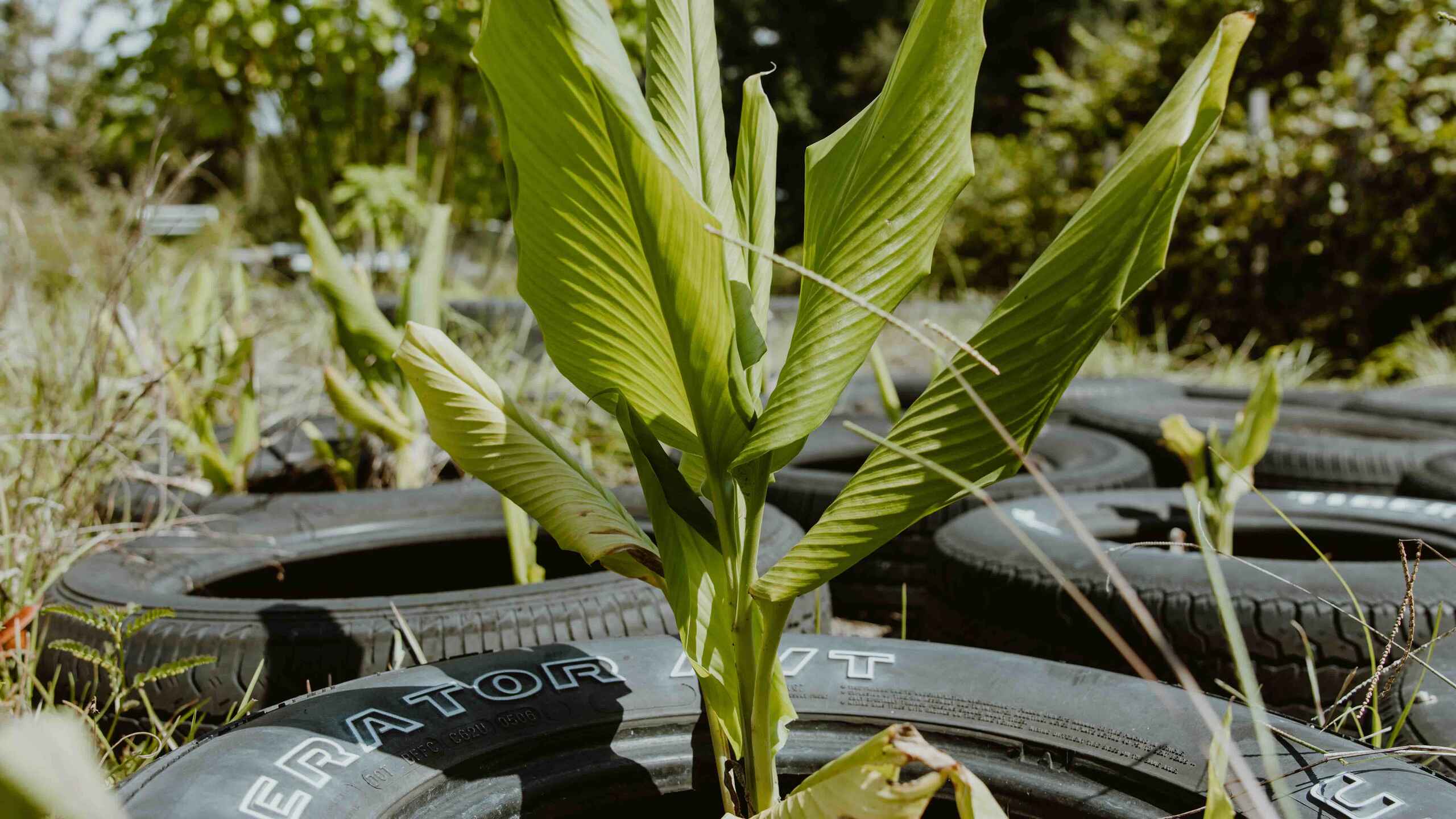 Young corn plants growing in recycled tires at Gilliard Farms