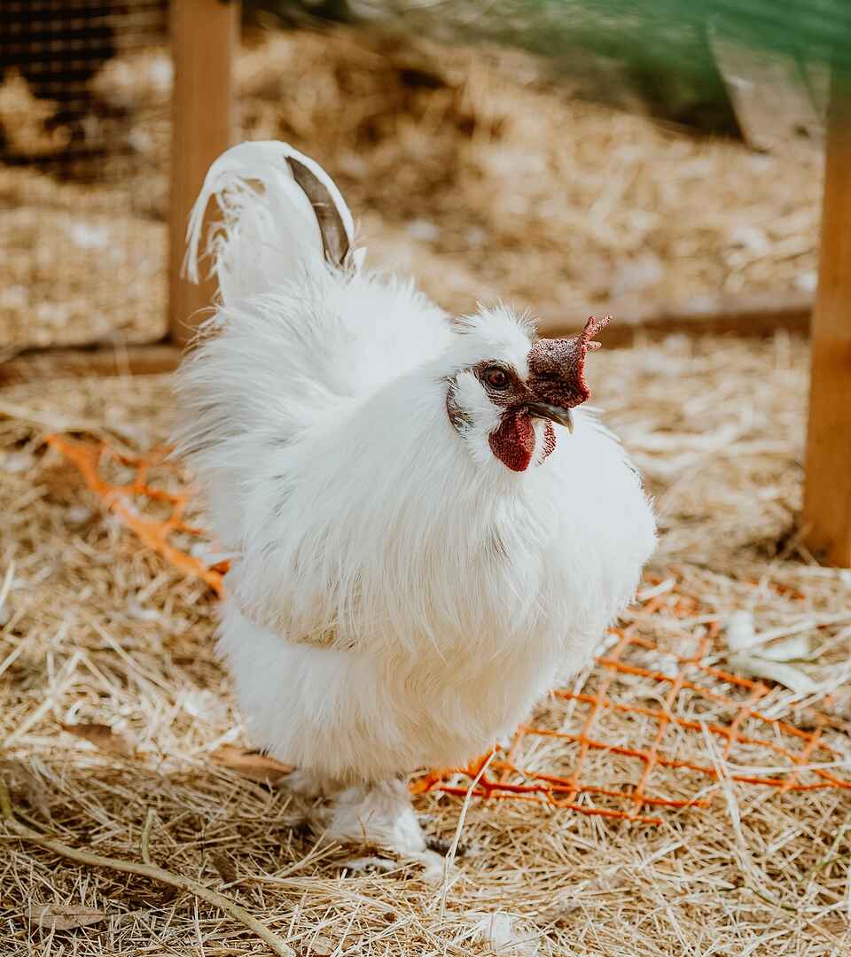 White chicken standing in straw bedding inside a coop