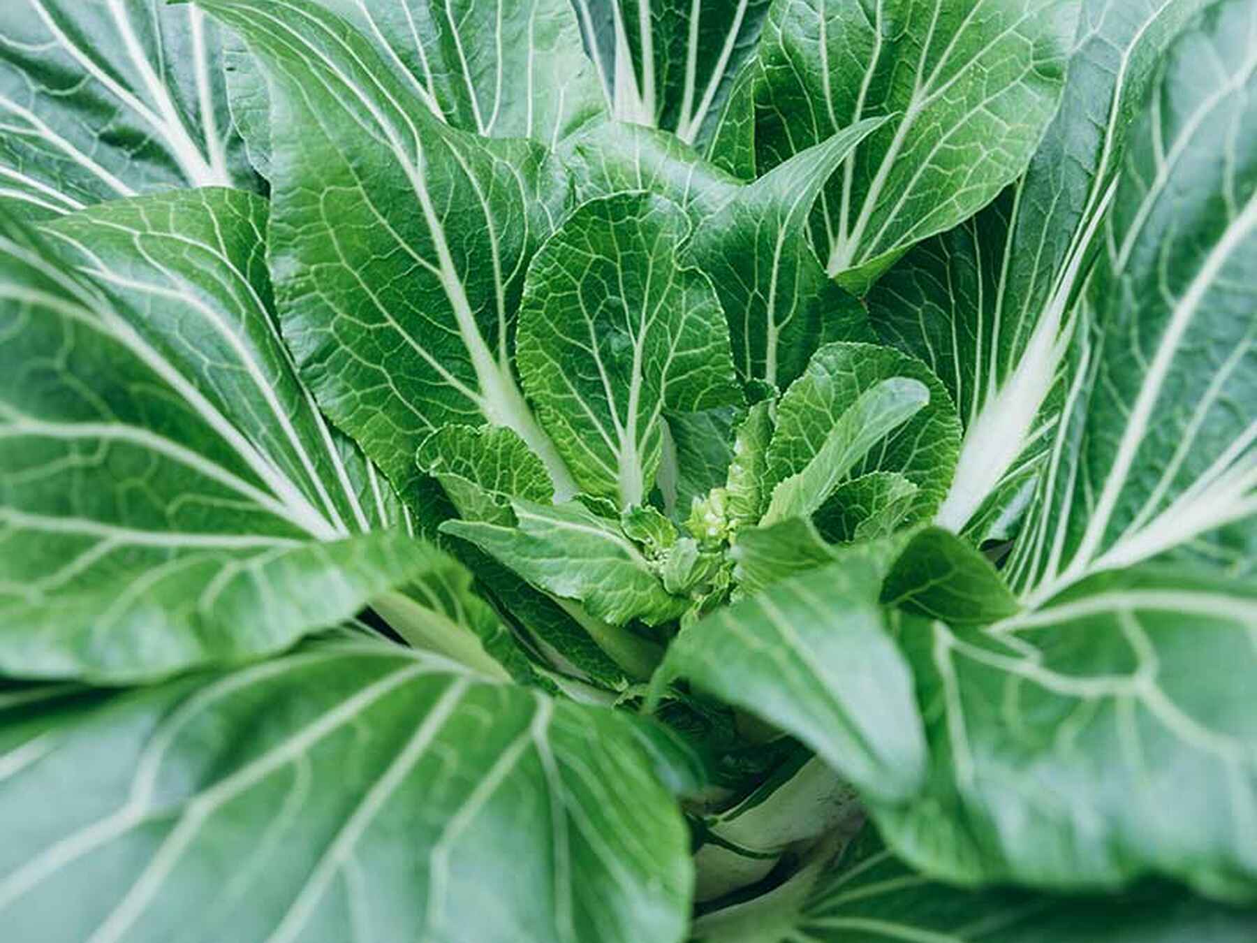 Napa cabbage plant with pale green leaves radiating from a central stem
