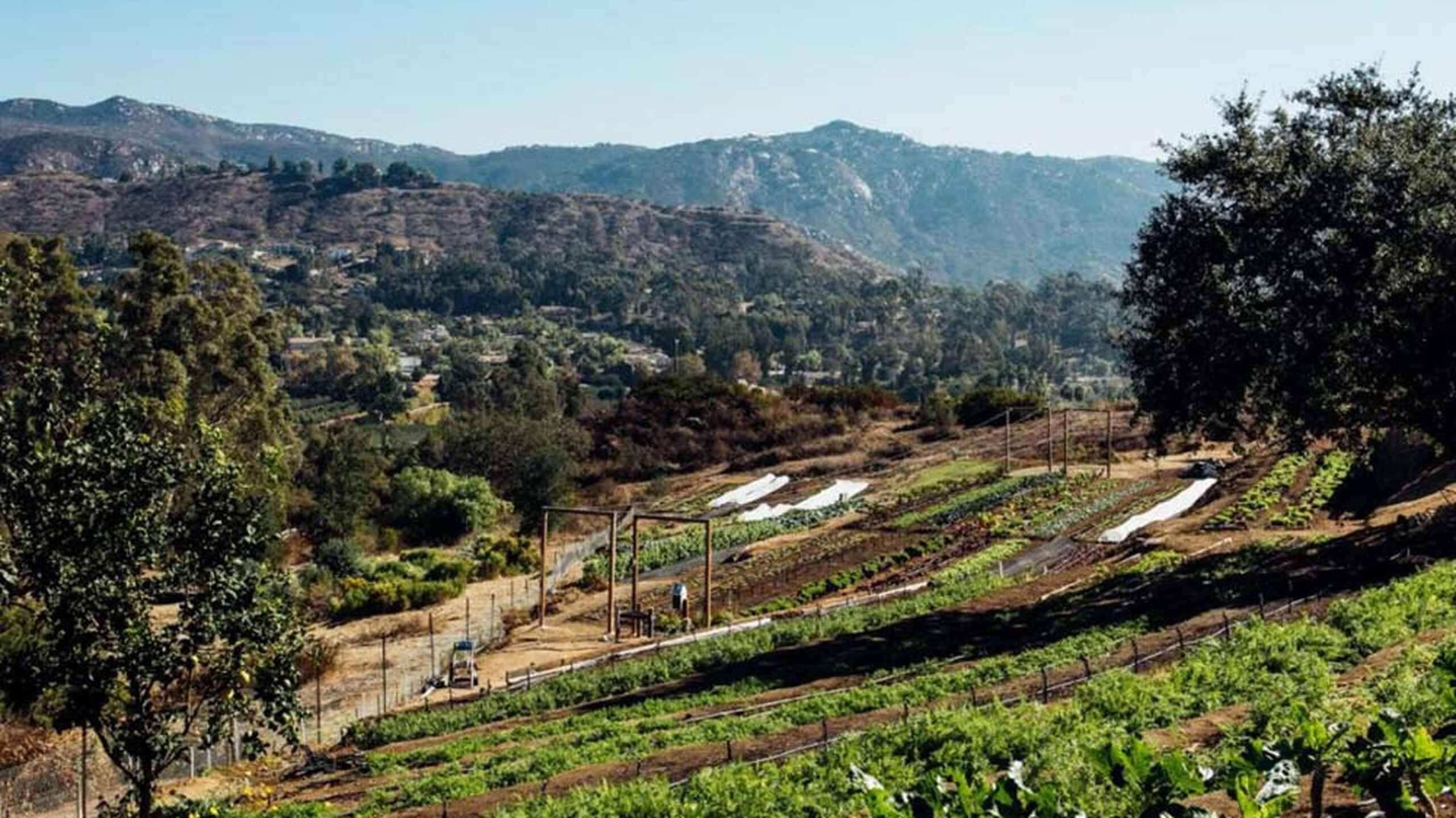 Agricultural terraces with crop rows and shade cloth in rolling hillside terrain